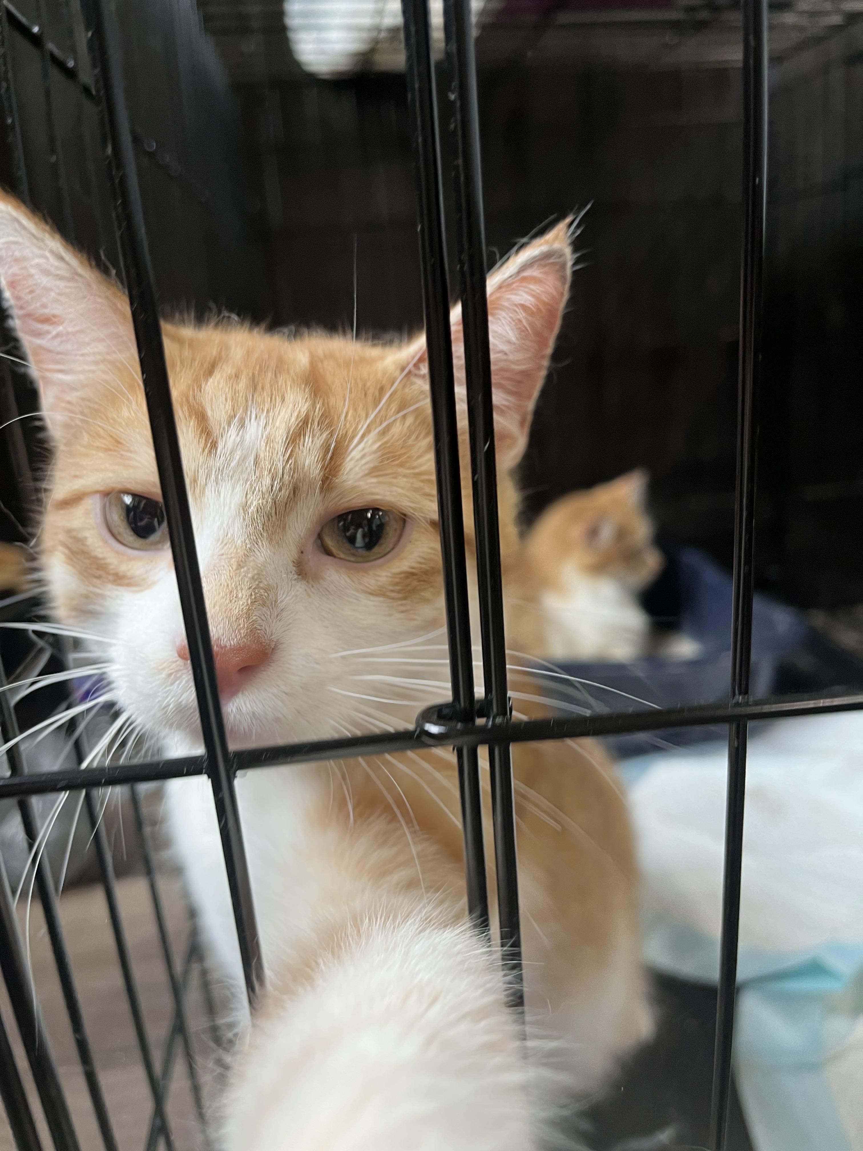 Enlarge Hemlock, a Adopted Domestic Short Hair in Tower City, PA image 2/2