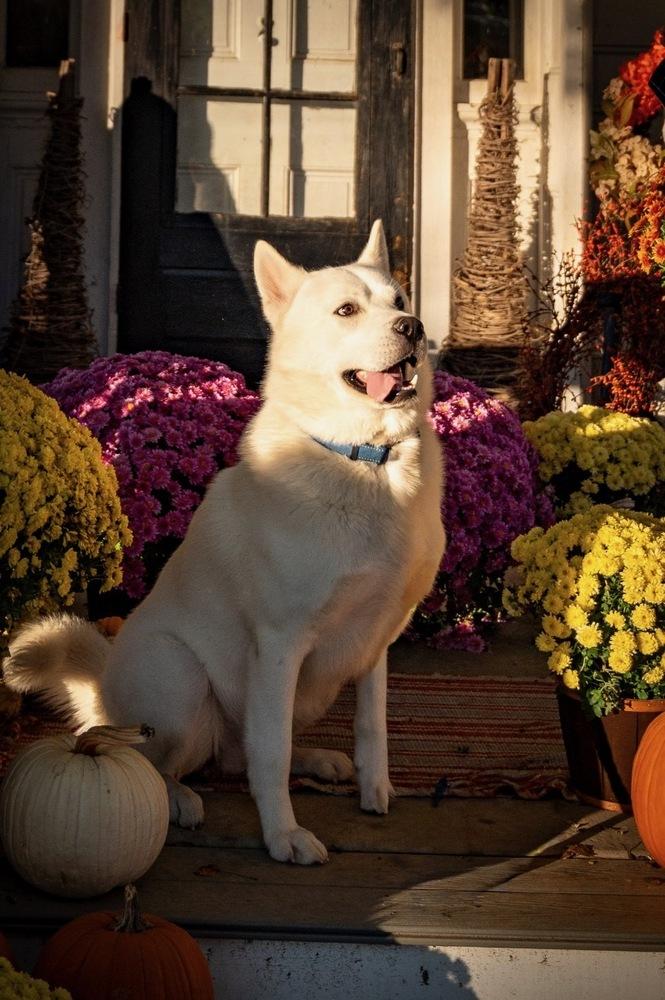 Enlarge Ralphie, a Adoptable mixed breed in Xenia, OH image 5/6