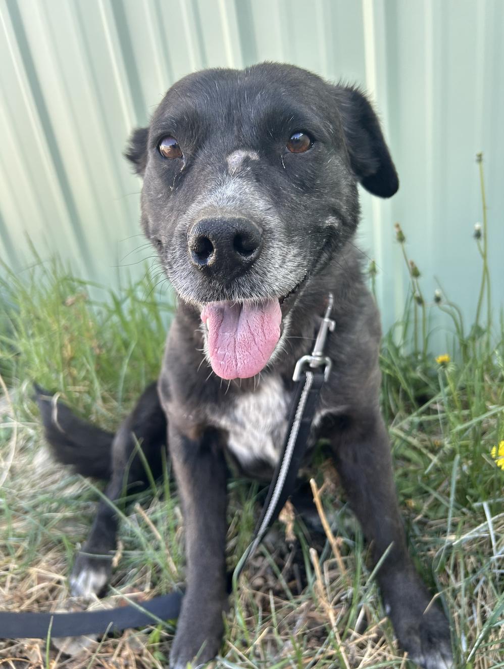 Fern, Adoptable, Adult Female Black Labrador Retriever & Border Collie.