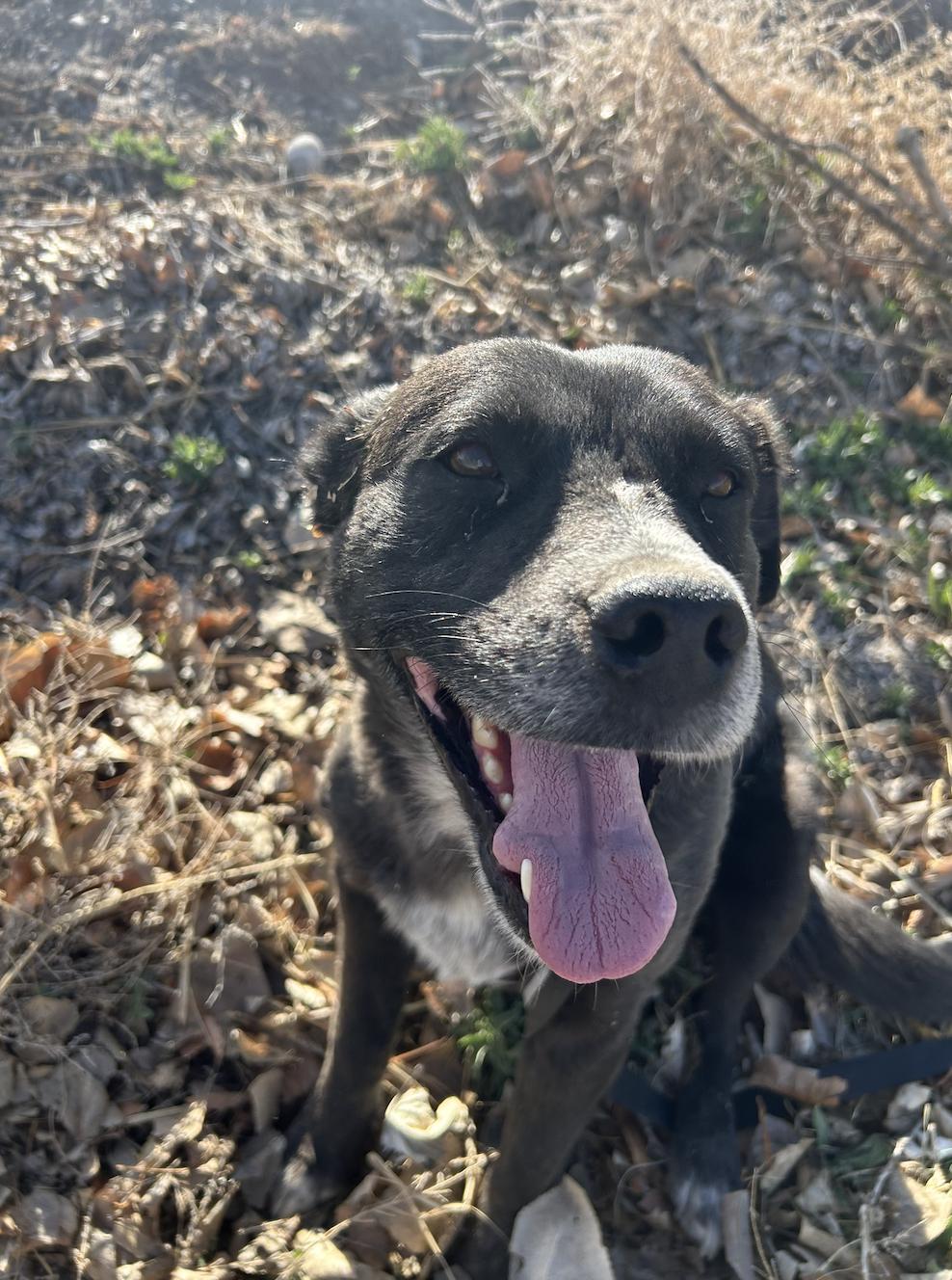 Enlarge Fern, a Adoptable mixed breed in Riverton, WY image 2/5