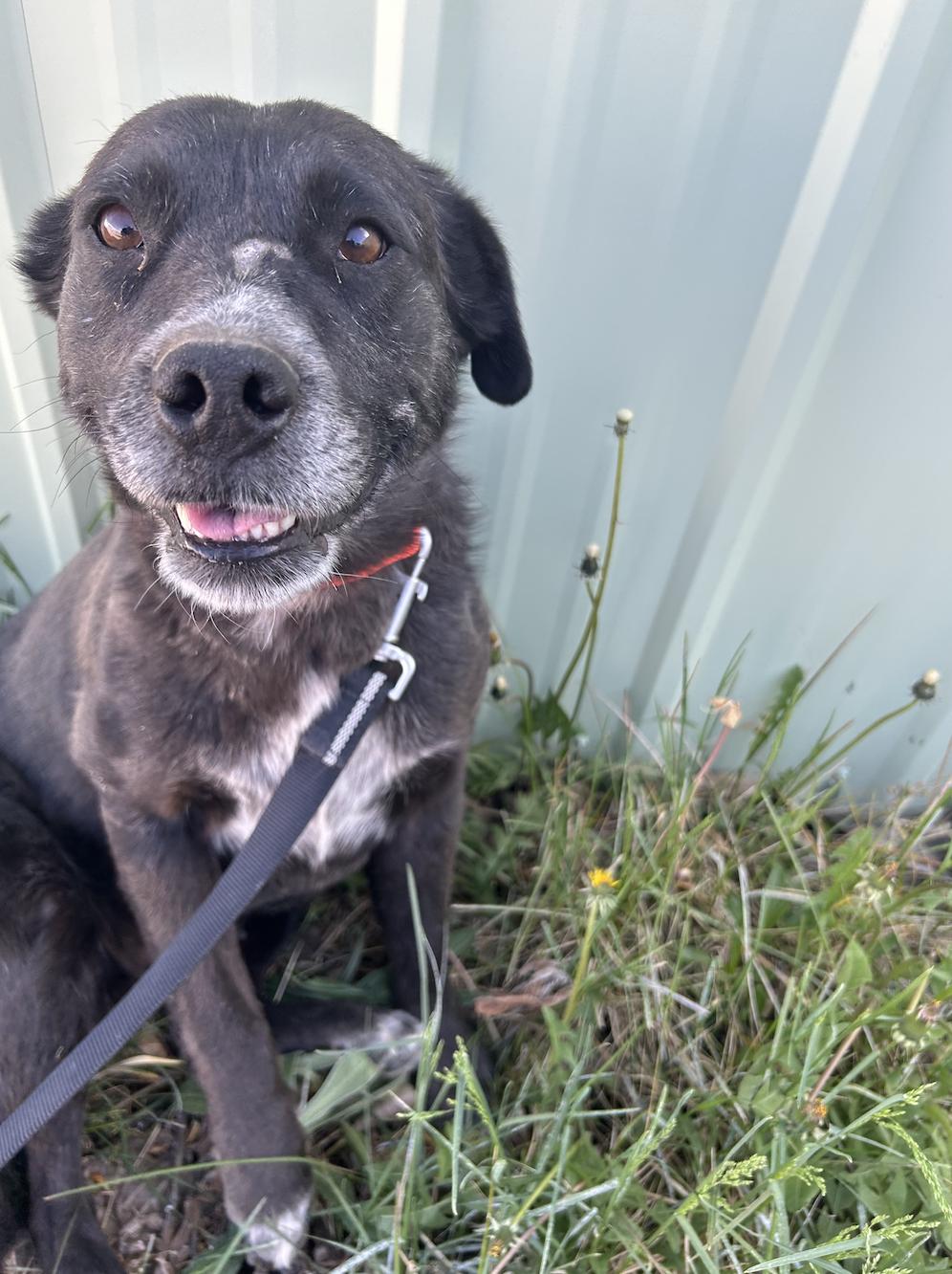 Enlarge Fern, a Adoptable mixed breed in Riverton, WY image 3/5