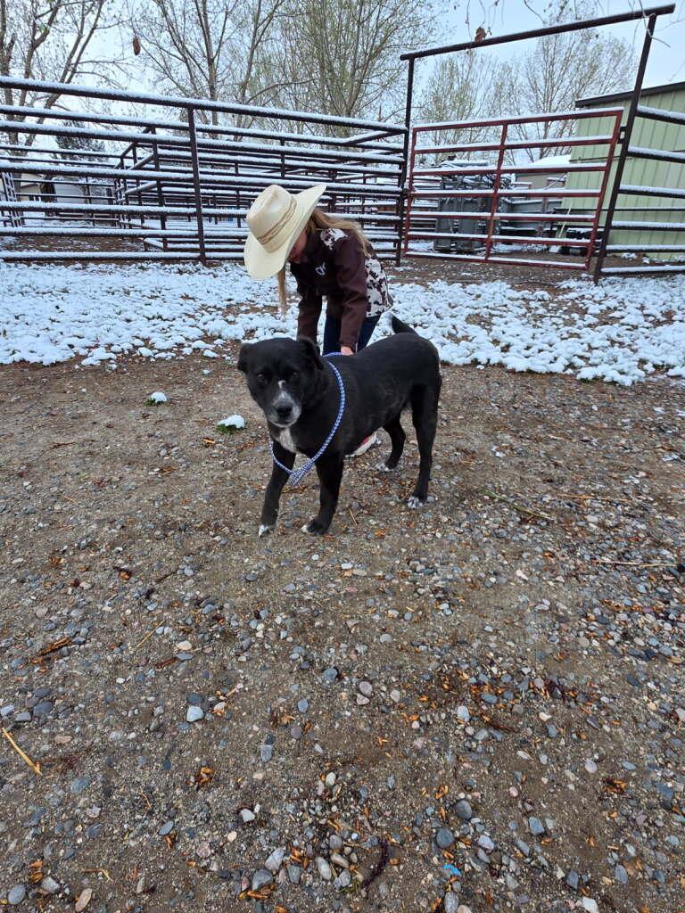 Enlarge Fern, a Adoptable mixed breed in Riverton, WY image 4/5