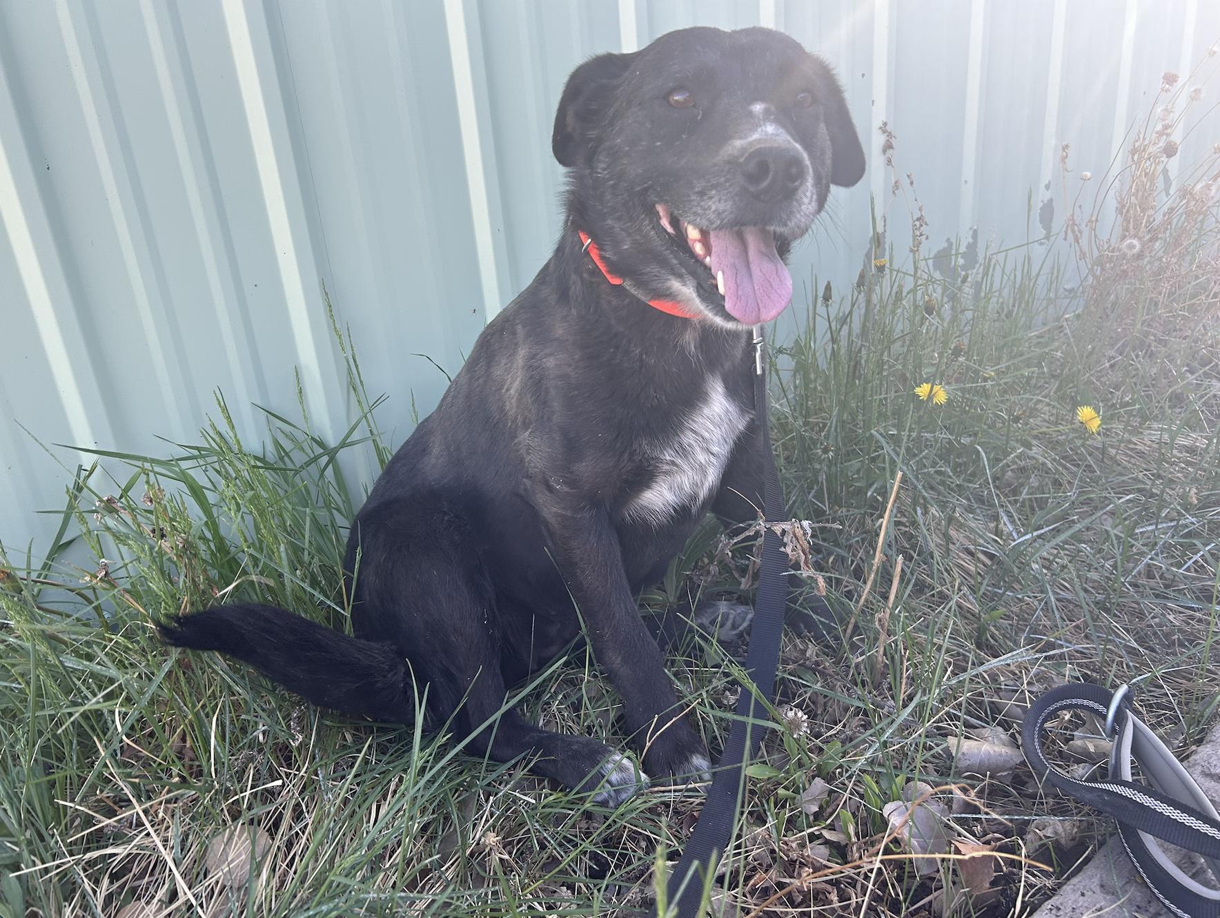 Enlarge Fern, a Adoptable mixed breed in Riverton, WY image 5/5