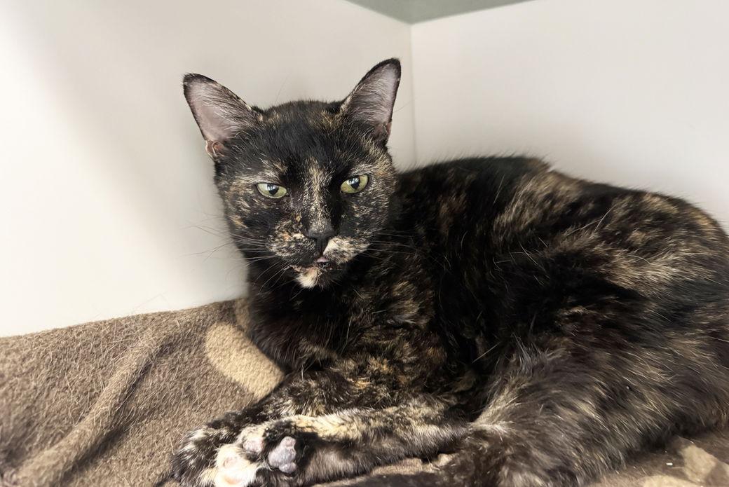 Enlarge Cecile, a Adoptable Domestic Short Hair in New York, NY image 1/2