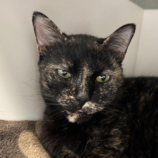 Enlarge Cecile, a Adoptable Domestic Short Hair in New York, NY image 2/2