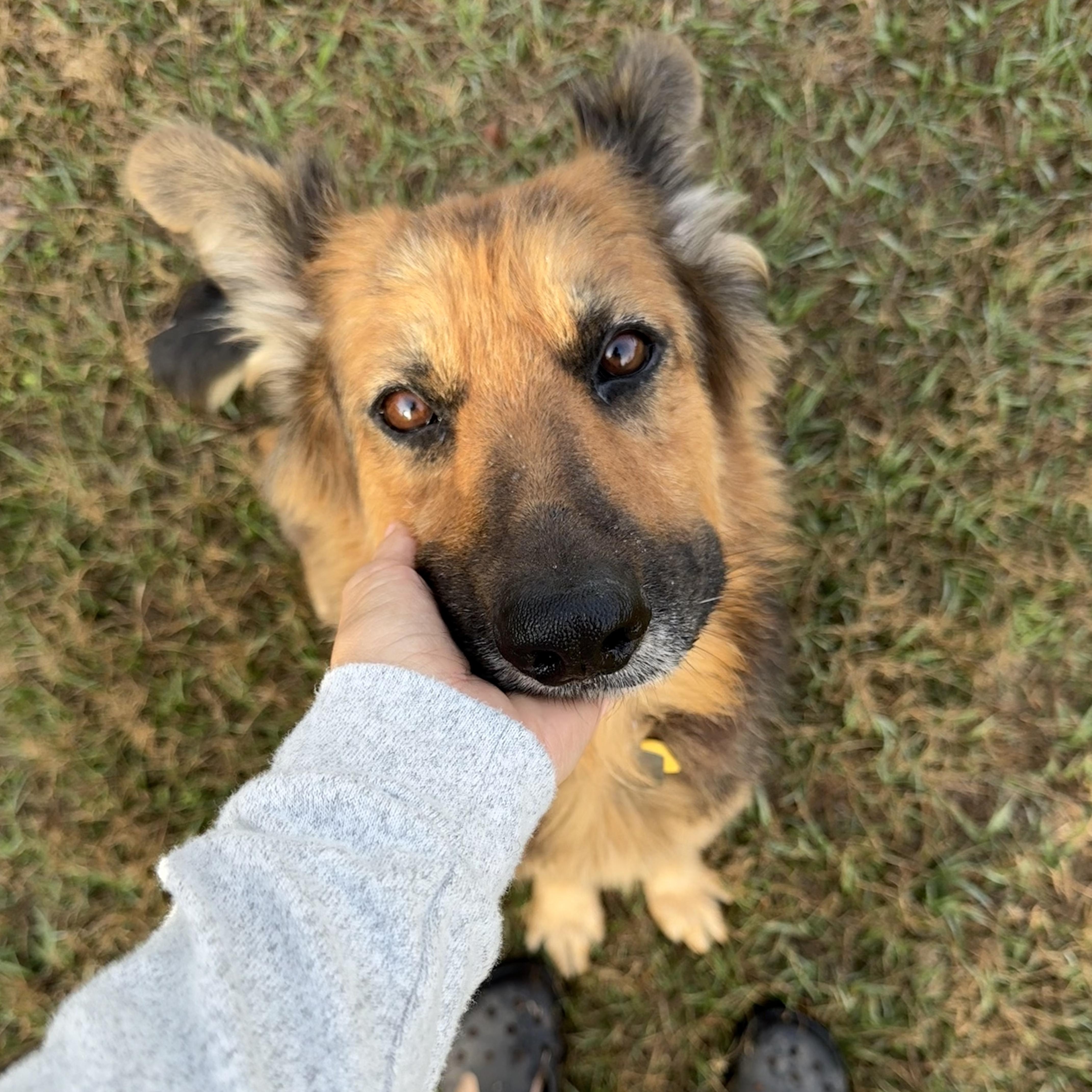 Enlarge Tilda, a ADOPTABLE mixed breed in New Orleans, LA image 3/6