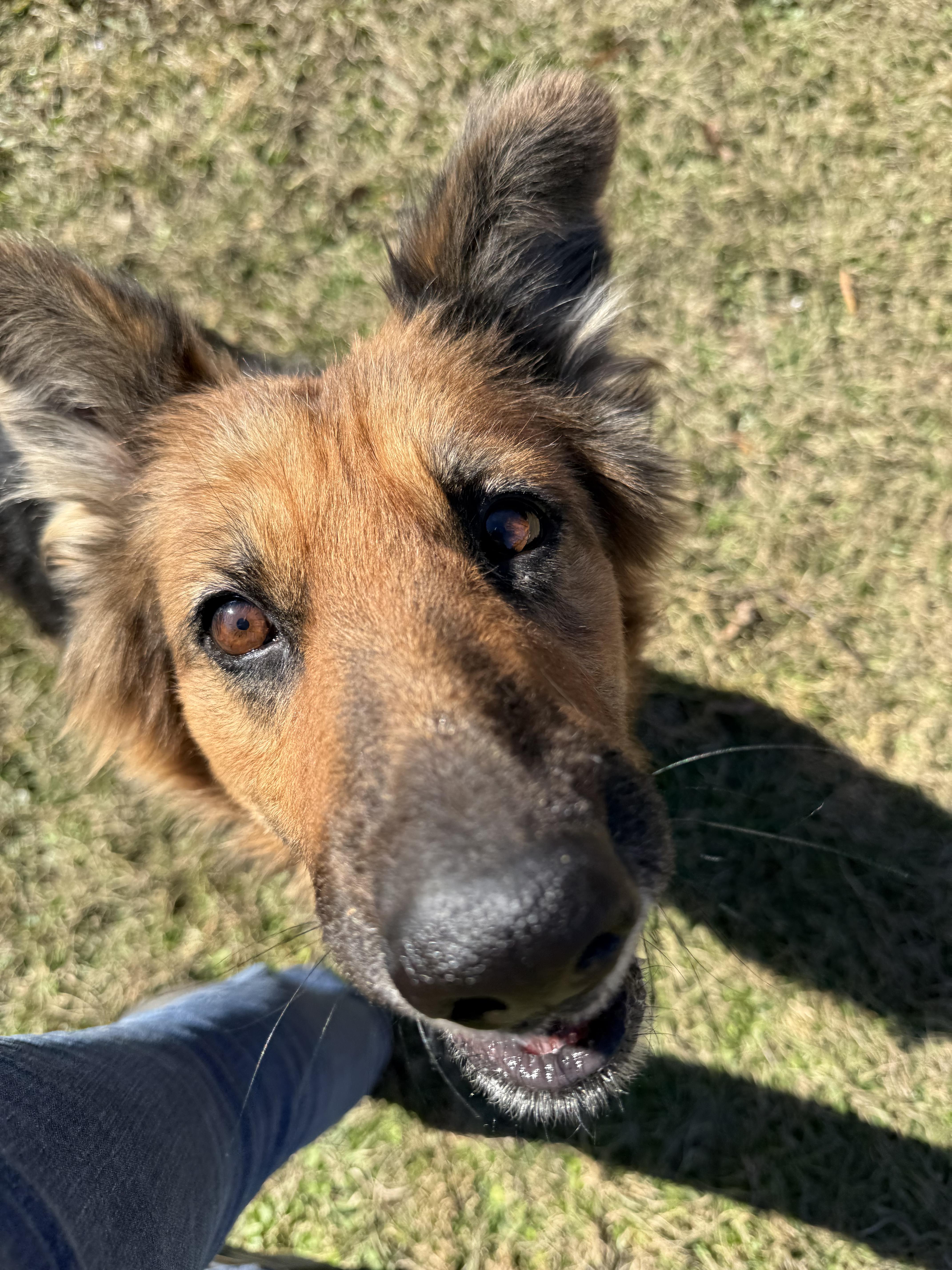 Enlarge Tilda, a ADOPTABLE mixed breed in New Orleans, LA image 1/6