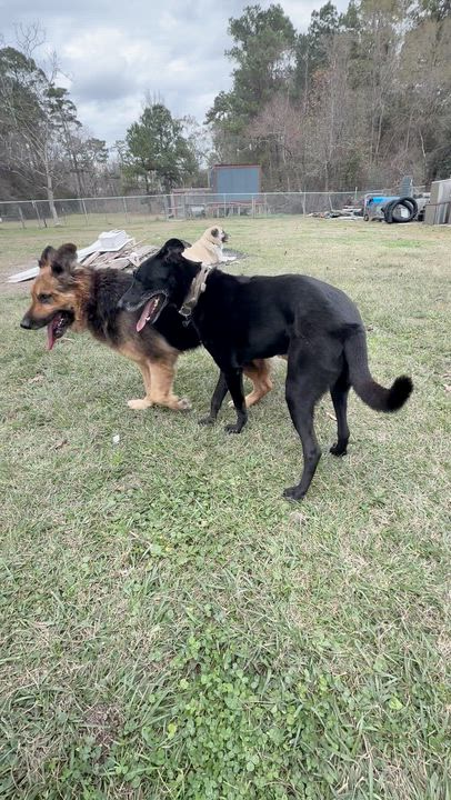 Enlarge Tilda, a ADOPTABLE mixed breed in New Orleans, LA video 5/6