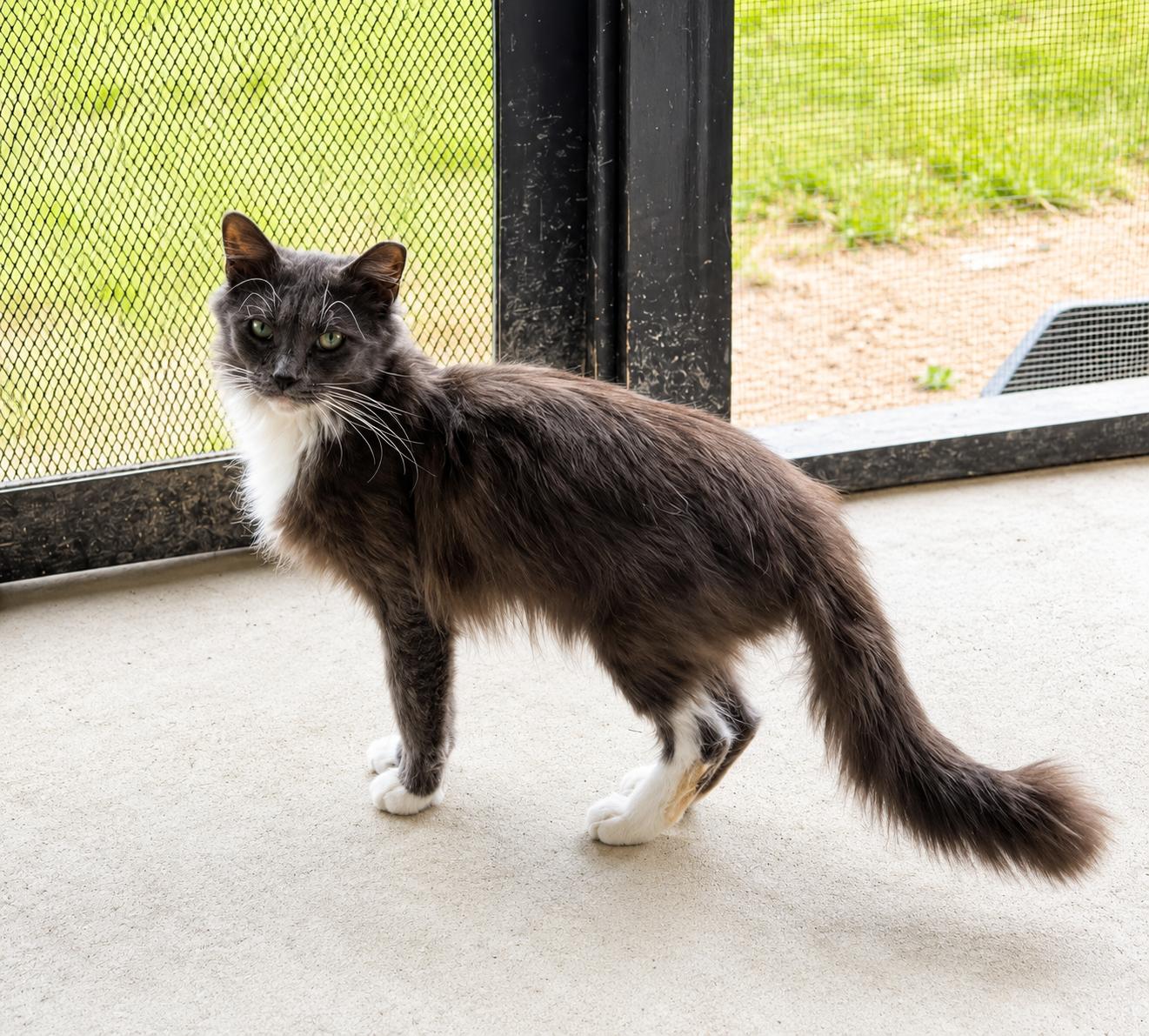 Enlarge Margie, a ADOPTABLE mixed breed in Greensboro, NC image 2/2