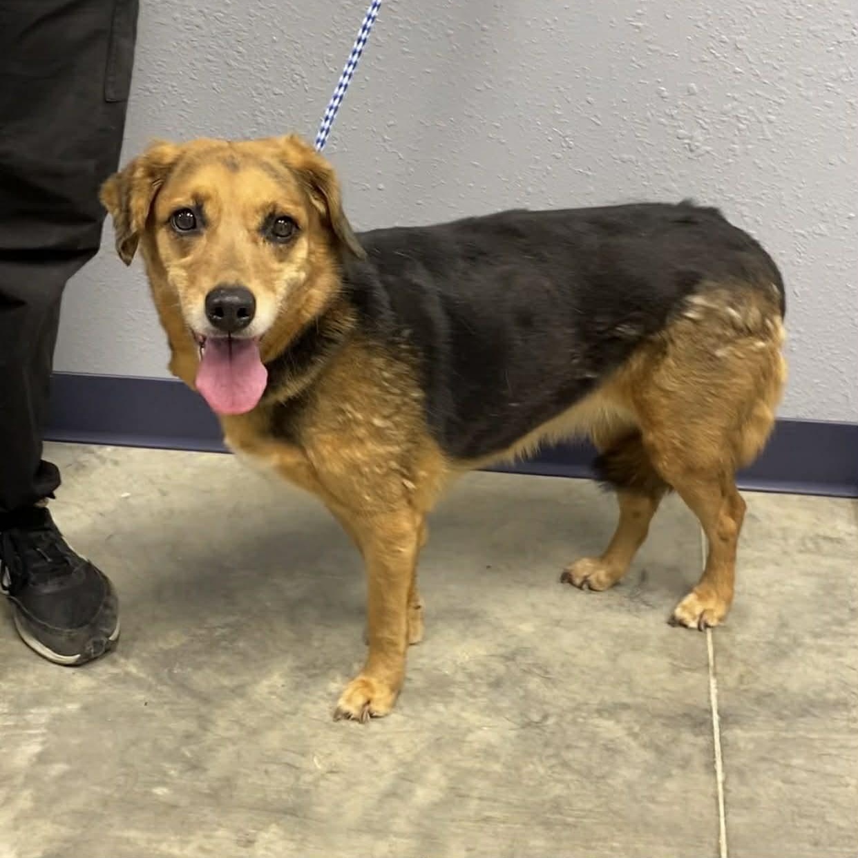 Enlarge Velma, an adopted mixed breed in Nevada, MO image 1/1