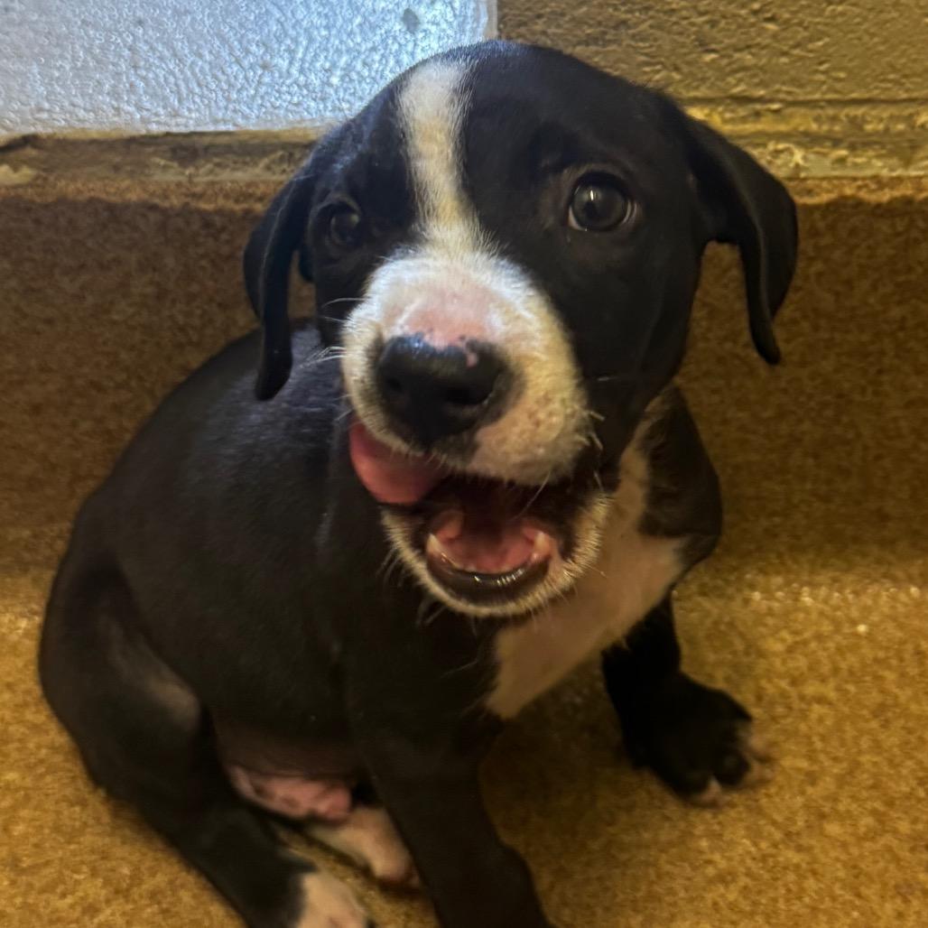 Zorg, Adoptable, Puppy Male Black Labrador Retriever & Mixed Breed.
