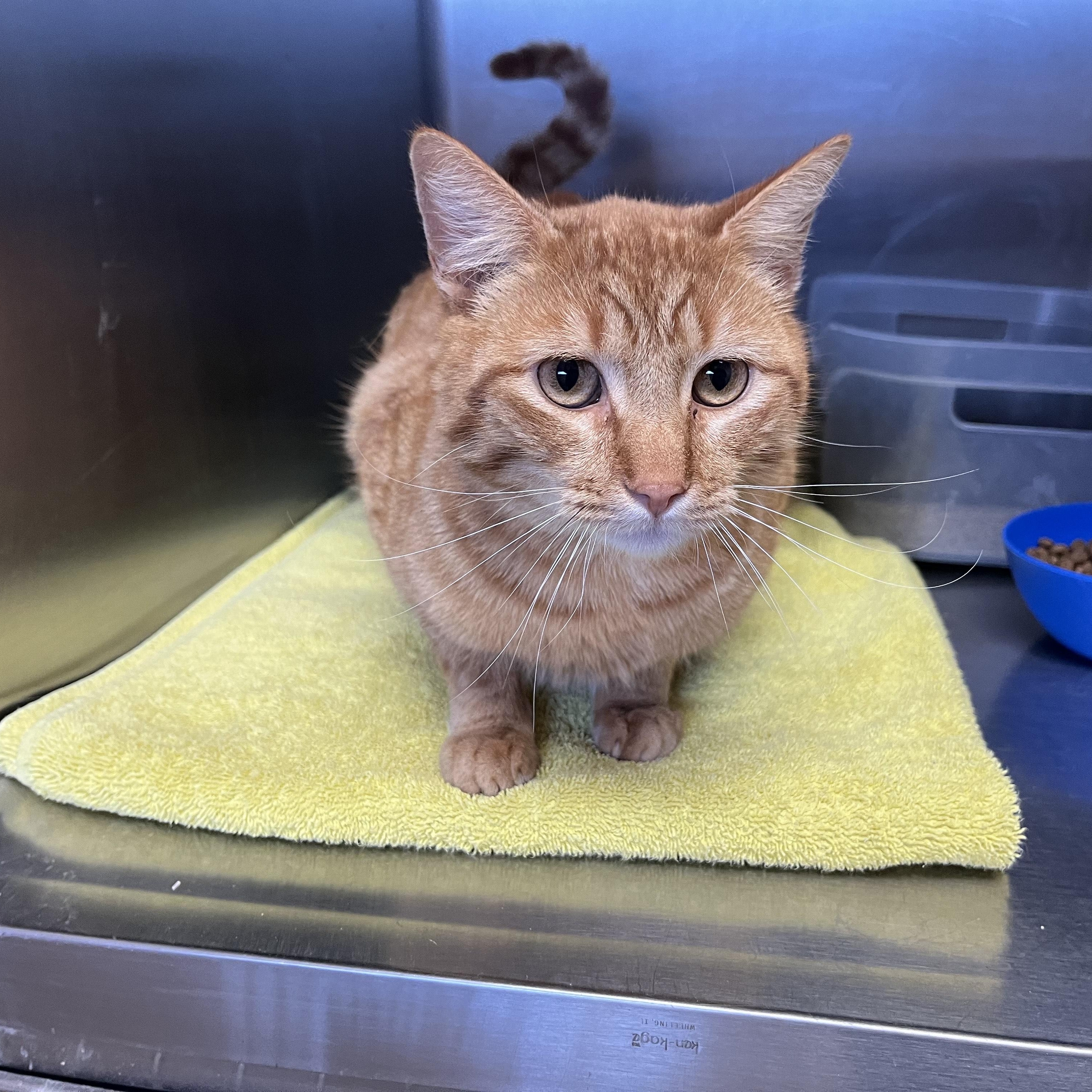 Enlarge OLIVER, a ADOPTABLE Domestic Short Hair in Washington, UT image 1/1