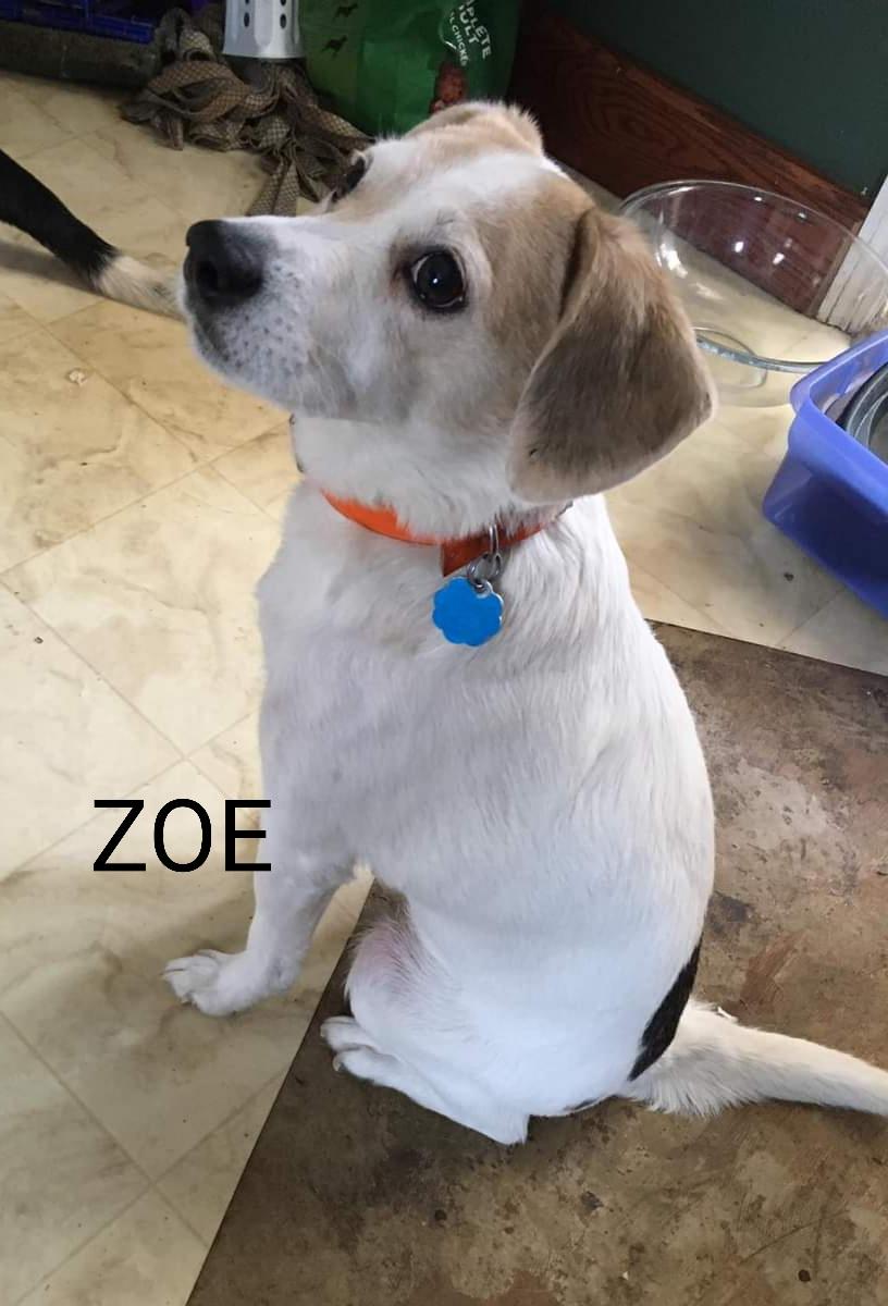 Enlarge Zoe, a Adopted Beagle in Windom, MN image 2/3