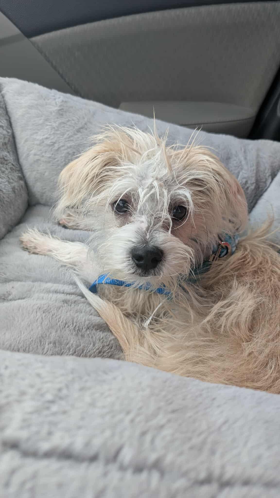 Gary, an adopted mixed breed in Homer Glen, IL image 2/5