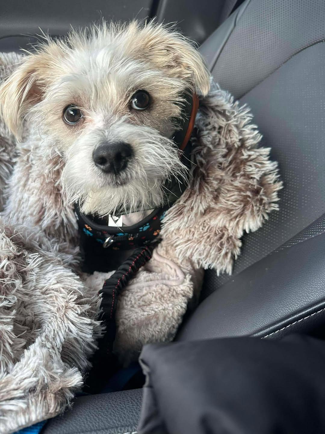 Gary, an adopted mixed breed in Homer Glen, IL image 3/5