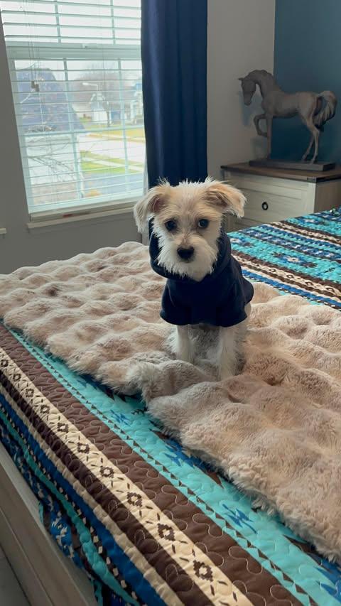 Gary, an adopted mixed breed in Homer Glen, IL image 4/5