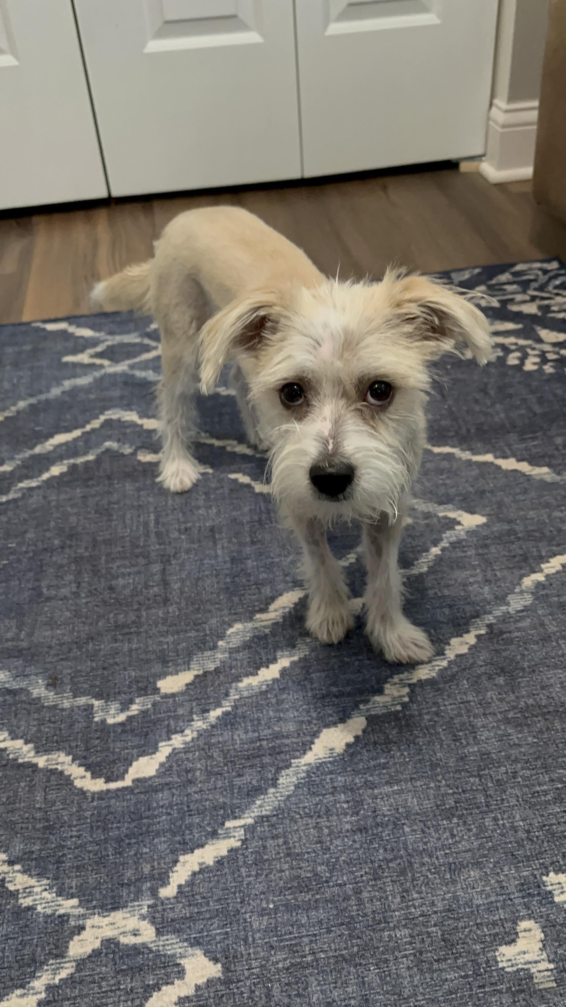 Gary, an adopted mixed breed in Homer Glen, IL image 5/5