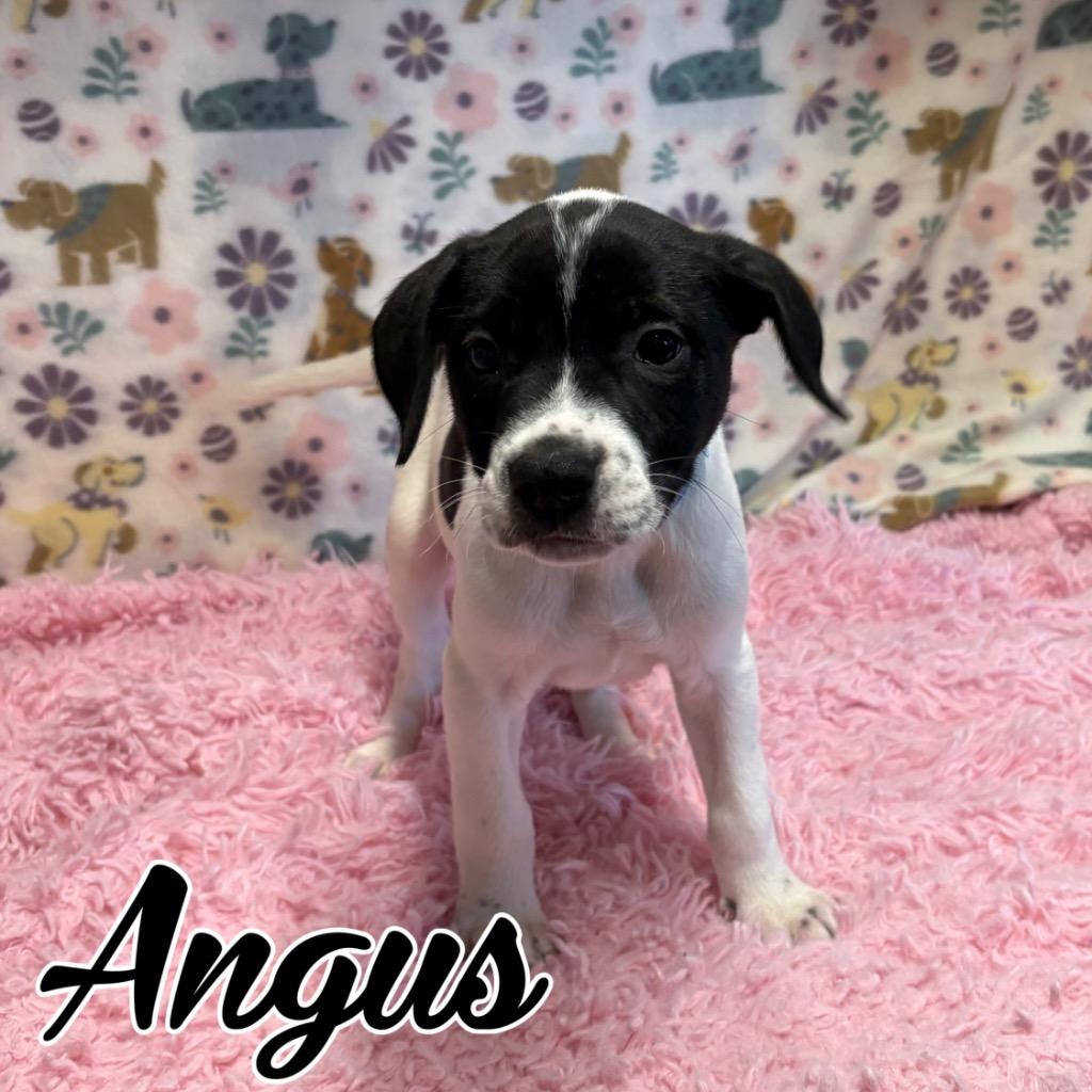 Enlarge Angus, a Adoptable mixed breed in Hillsboro, OH image 1/4