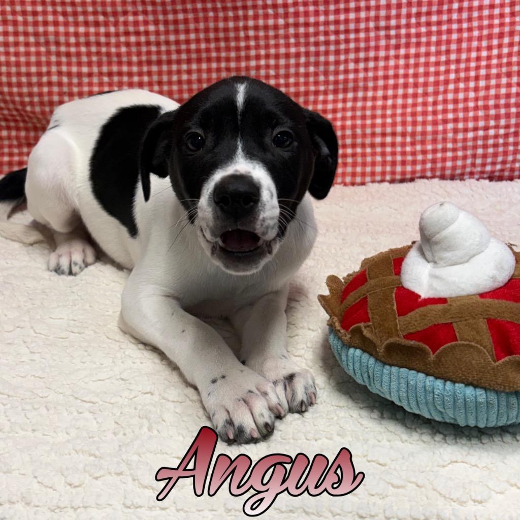 Enlarge Angus, a Adoptable mixed breed in Hillsboro, OH image 2/4