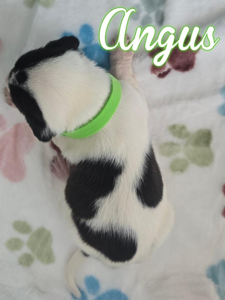 Enlarge Angus, a Adoptable mixed breed in Hillsboro, OH image 3/4