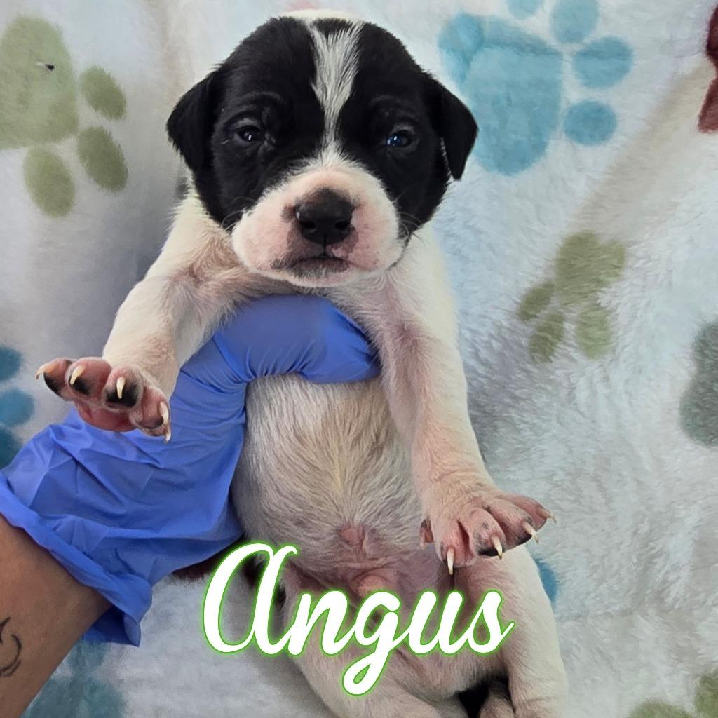 Enlarge Angus, a Adoptable mixed breed in Hillsboro, OH image 4/4