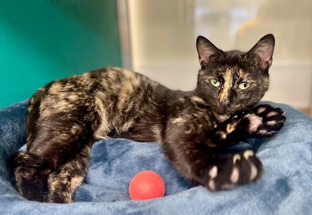 TORBATTY, Adoptable, Young Female Domestic Short Hair.