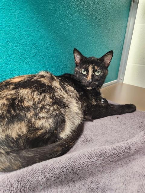 TORBATTY, Adoptable, Young Female Domestic Short Hair.