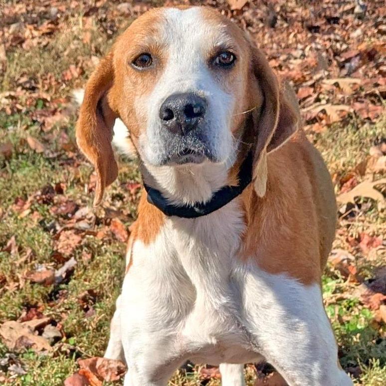 Rufus, Adoptable, Adult Male Hound.