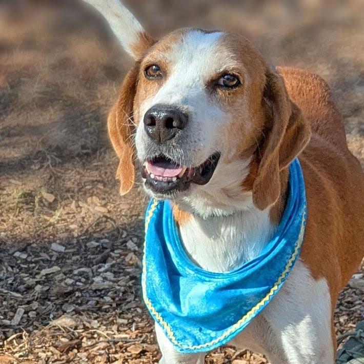 Rufus, a Adoptable Hound in Charlottesville, VA image 2/6