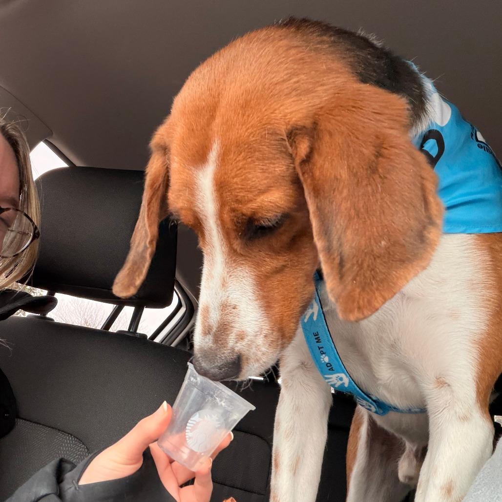 Rufus, a Adoptable Hound in Charlottesville, VA image 5/6