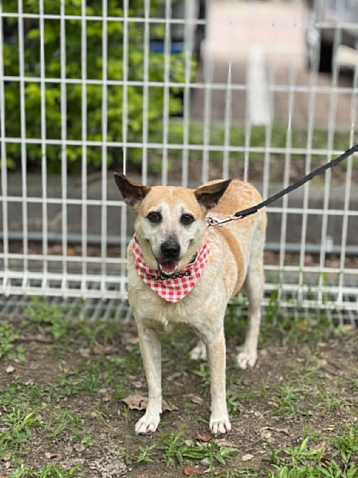 Orange, a ADOPTABLE mixed breed in San Mateo, CA image 5/6