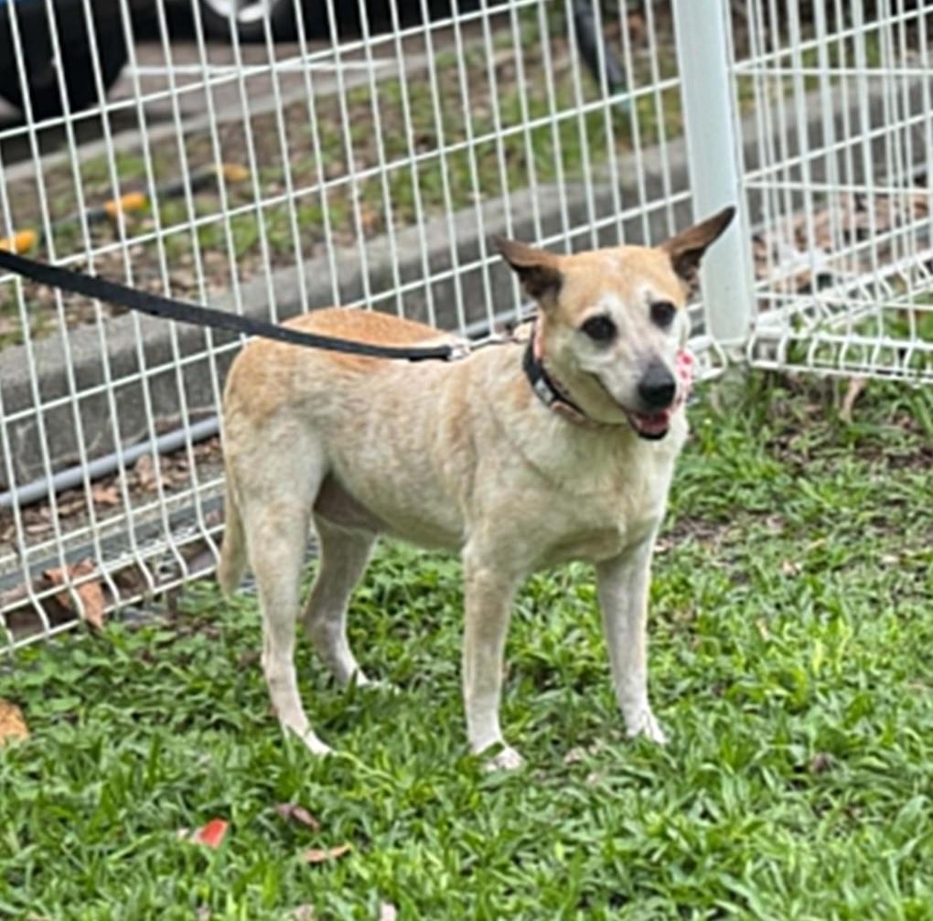 Orange, a ADOPTABLE mixed breed in San Mateo, CA image 6/6