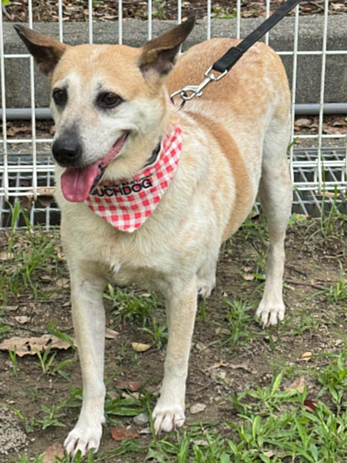 Orange, ADOPTABLE, Young Female Australian Cattle Dog / Blue Heeler & Corgi.