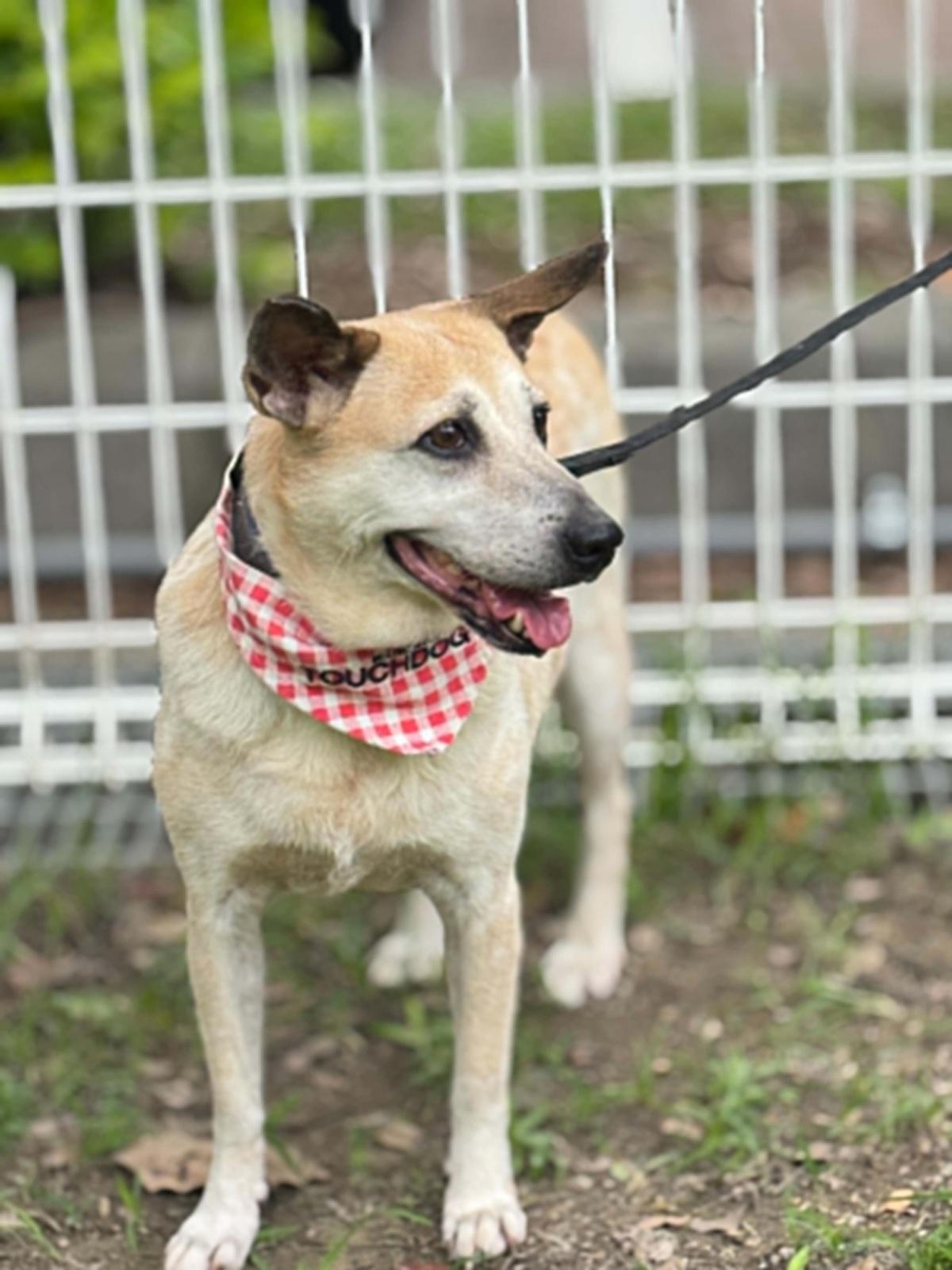 Orange, a ADOPTABLE mixed breed in San Mateo, CA image 4/6