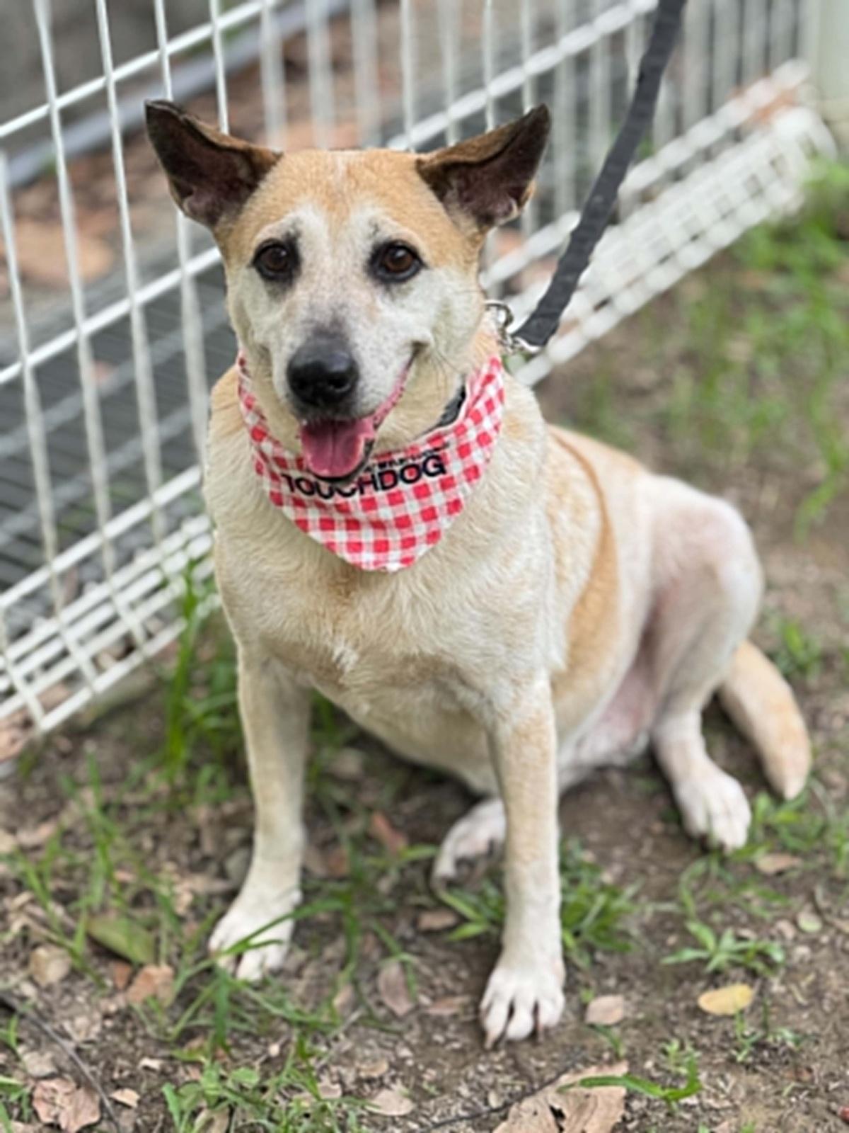 Orange, a ADOPTABLE mixed breed in San Mateo, CA image 3/6