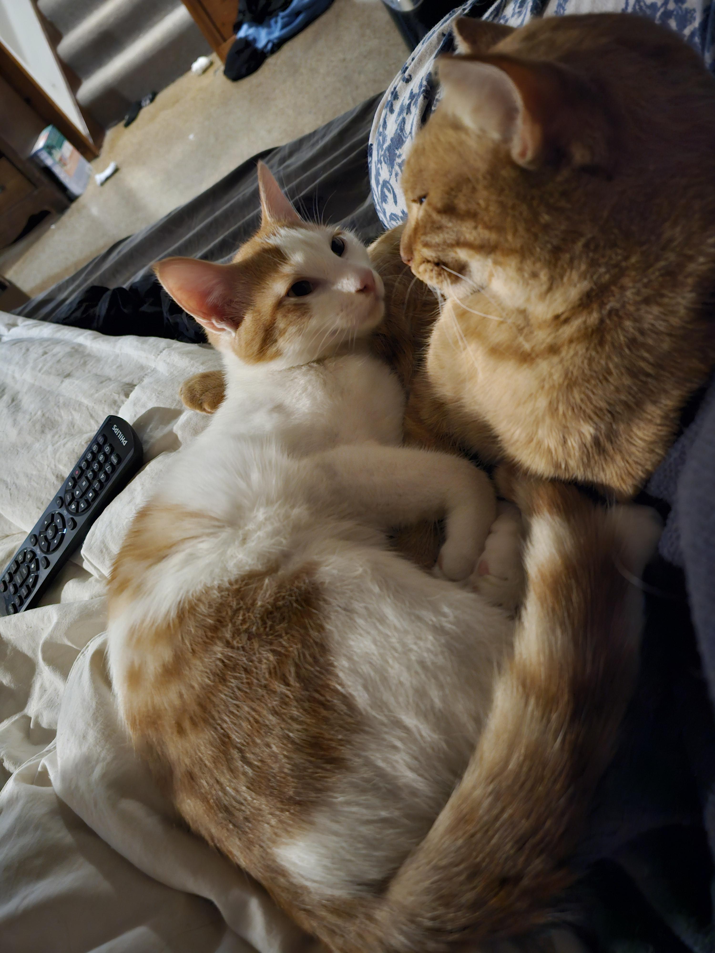 Warhol, Adoptable, Kitten Male Domestic Short Hair.