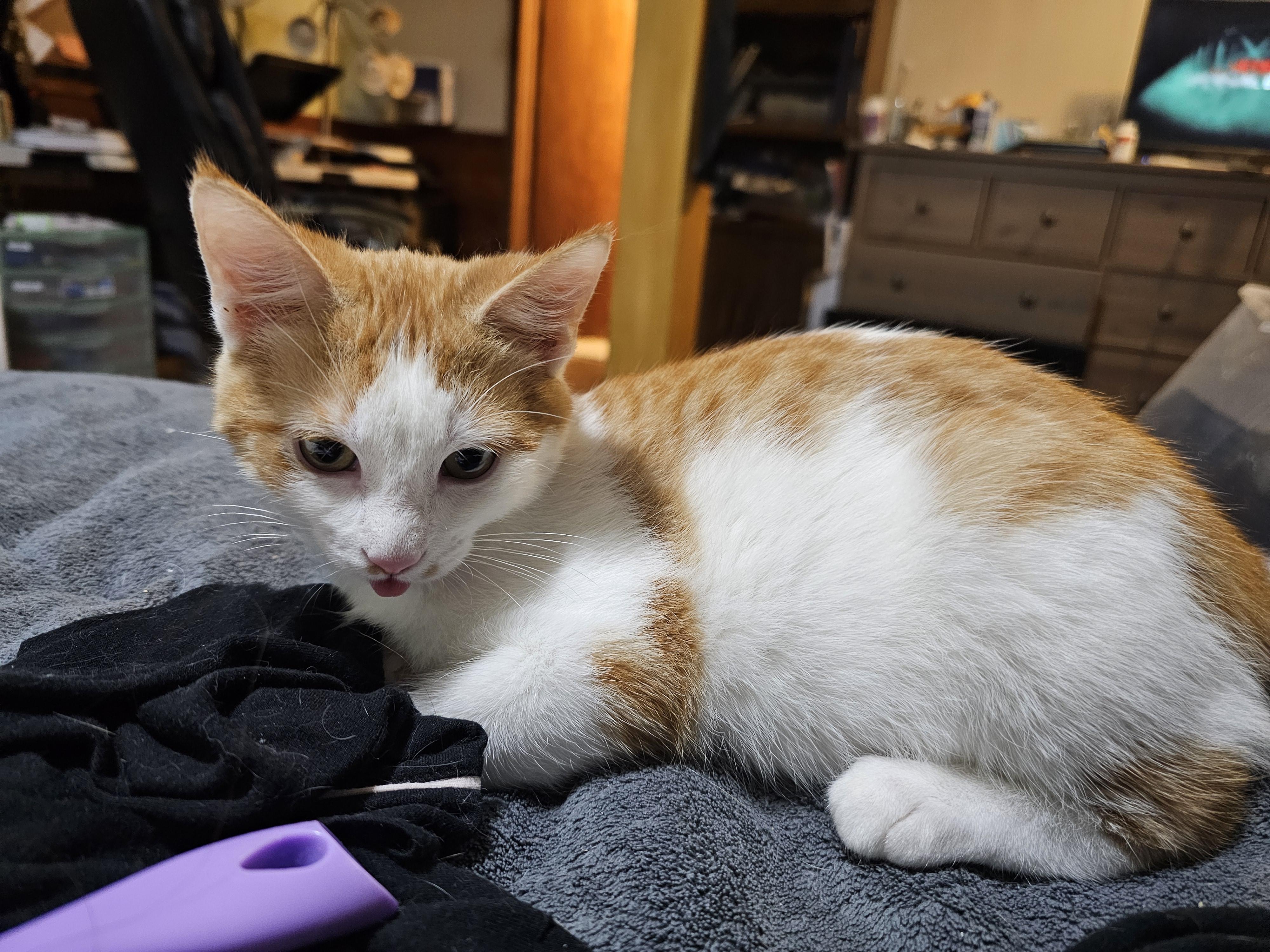 Enlarge Warhol, a Adoptable Domestic Short Hair in New Market, MN image 2/4