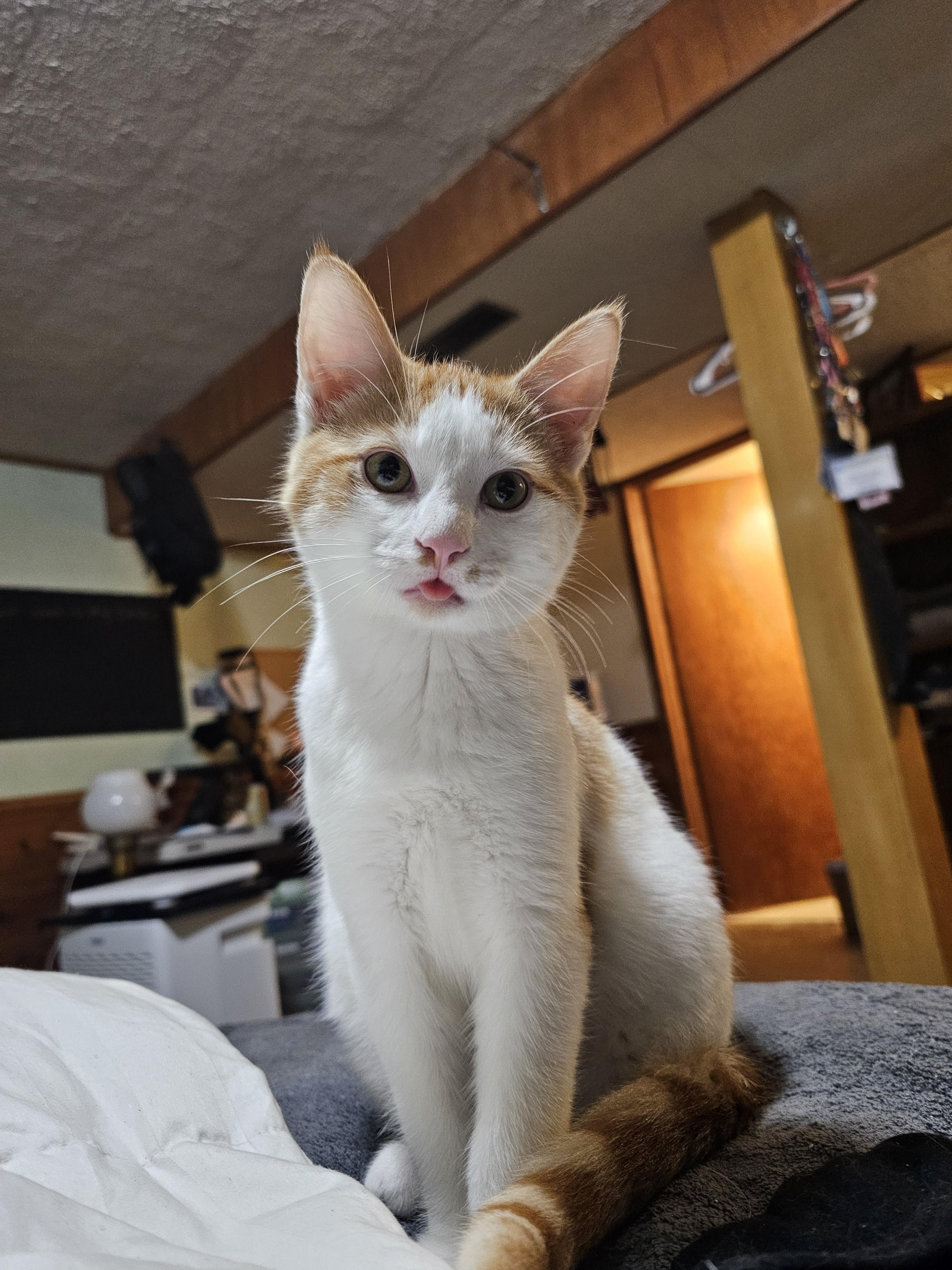 Enlarge Warhol, a Adoptable Domestic Short Hair in New Market, MN image 3/4