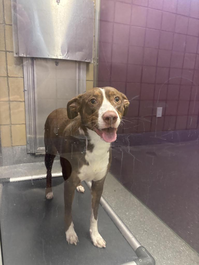 Nora Bell, Adoptable, Young Female Australian Shepherd & Mixed Breed.