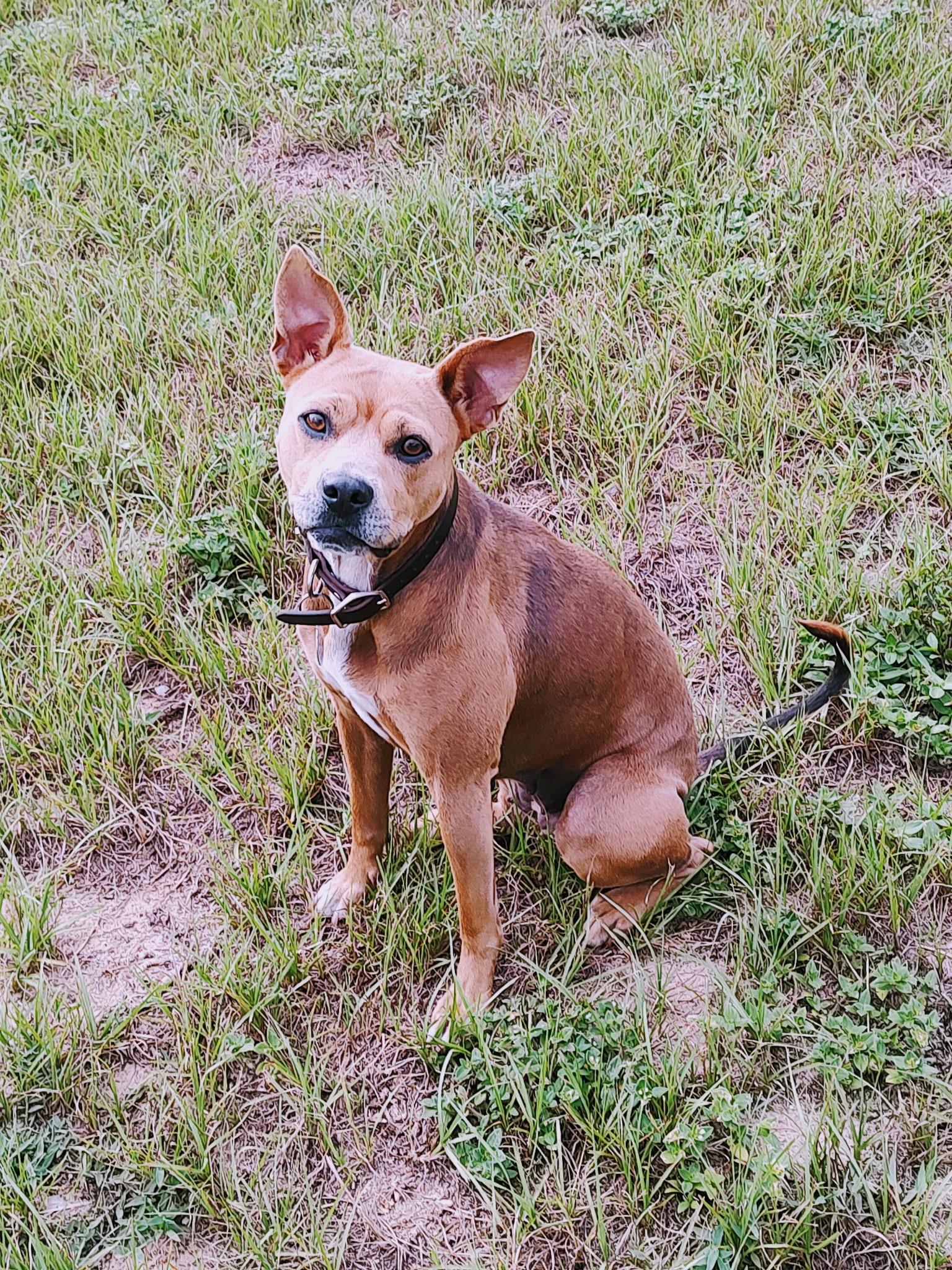 Enlarge Abby, a ADOPTABLE mixed breed in Eustis, FL image 1/3