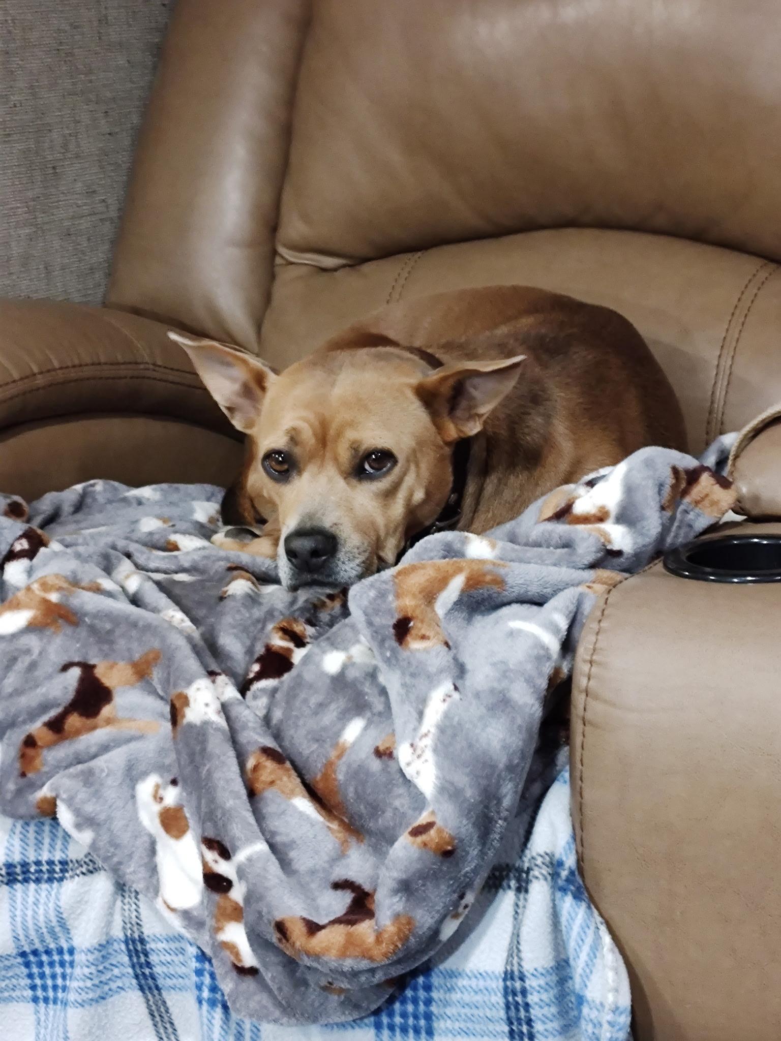 Enlarge Abby, a ADOPTABLE mixed breed in Eustis, FL image 2/3