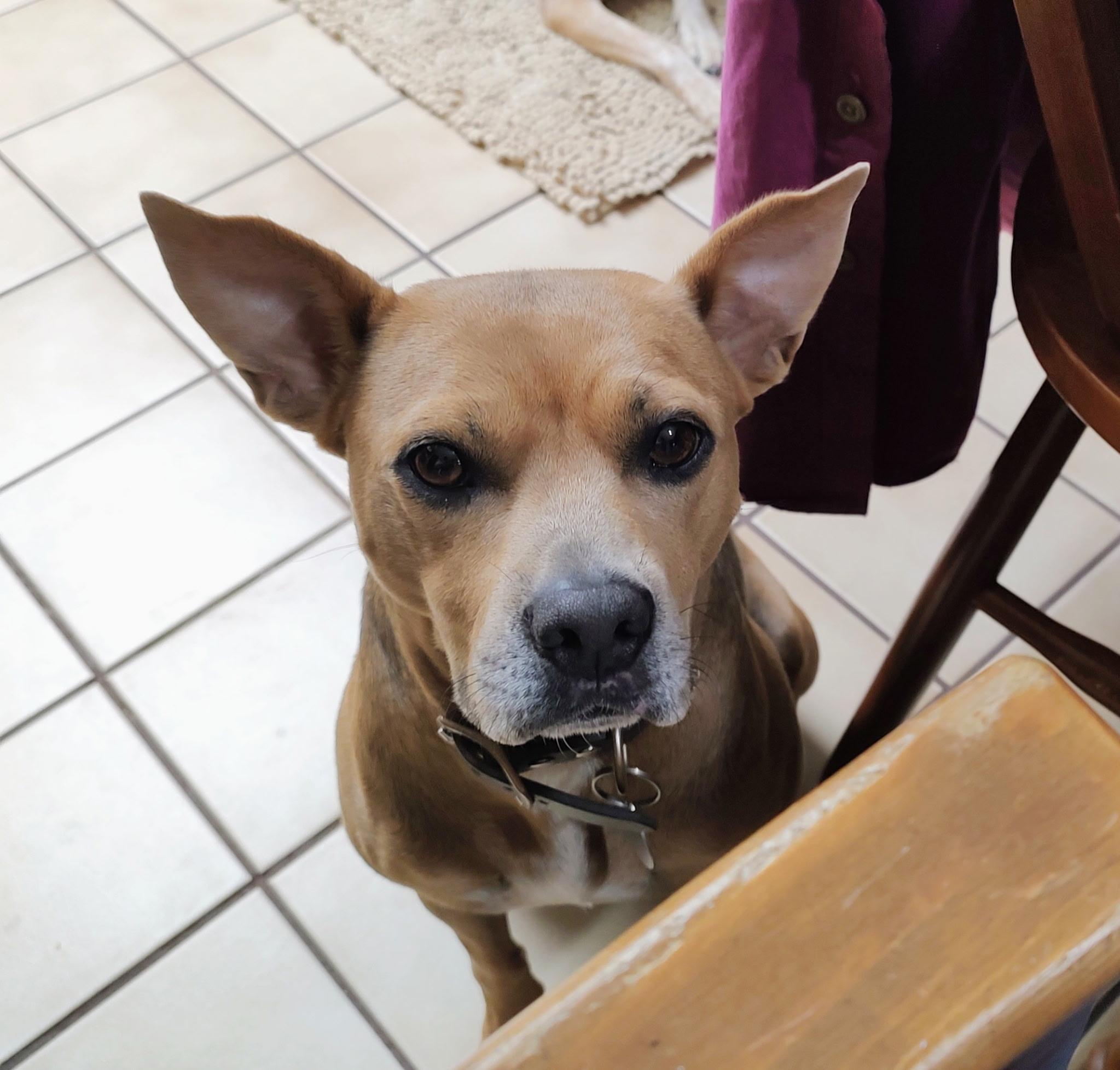 Enlarge Abby, a ADOPTABLE mixed breed in Eustis, FL image 3/3