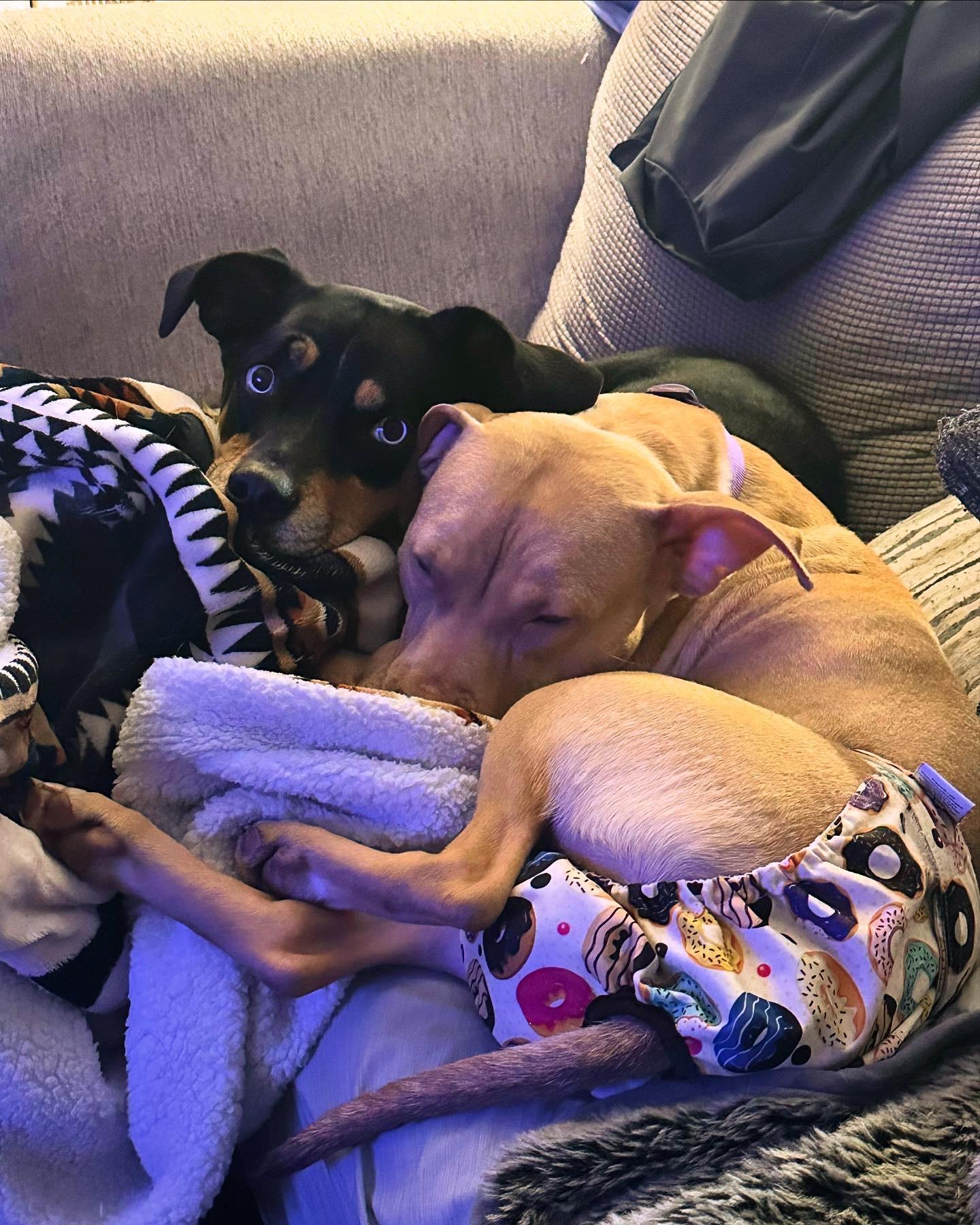 Enlarge Lainie, a Adopted mixed breed in Lynn Haven, FL image 5/5