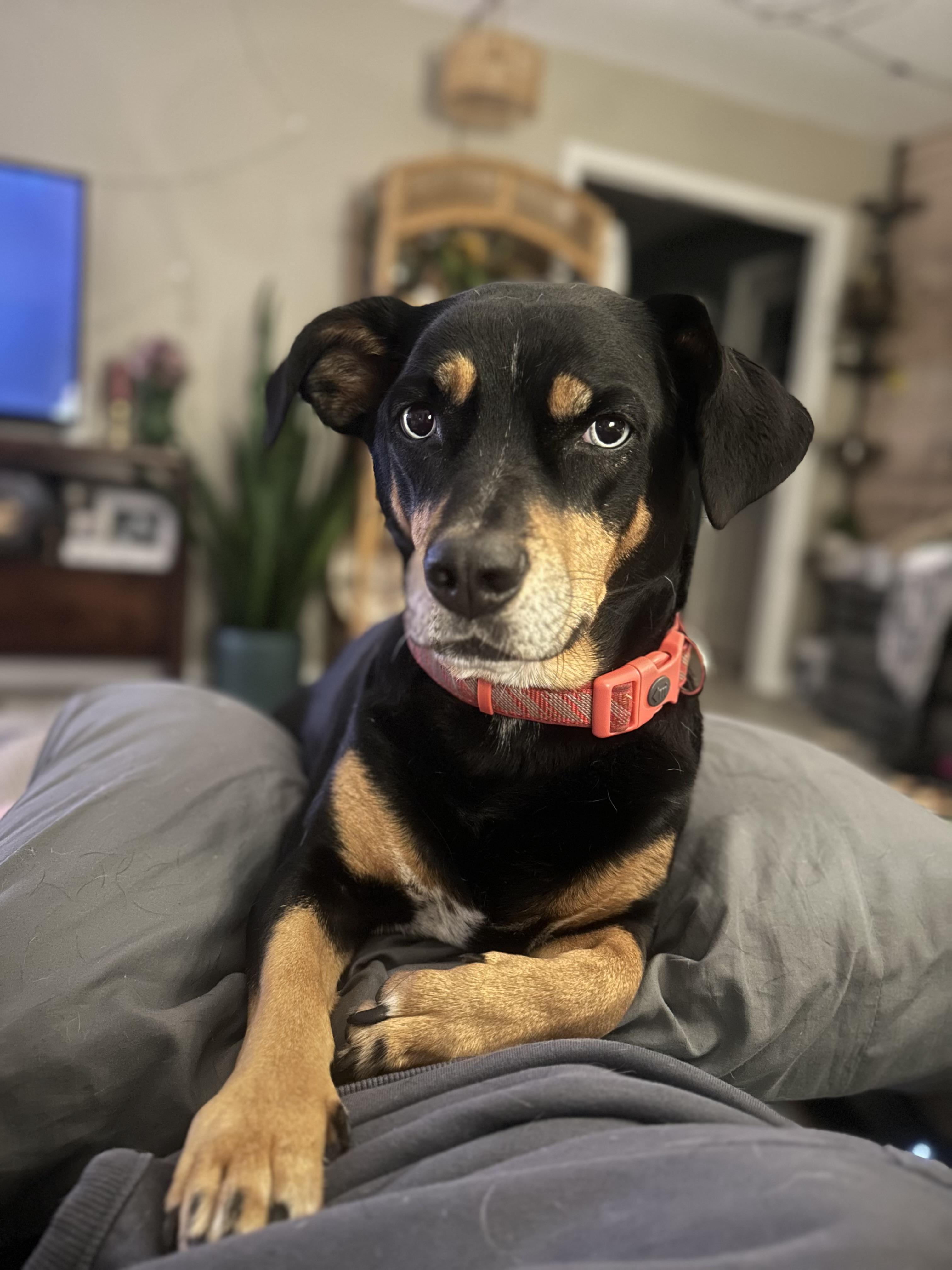 Lainie, Adopted, Adult Female Corgi & Beagle.