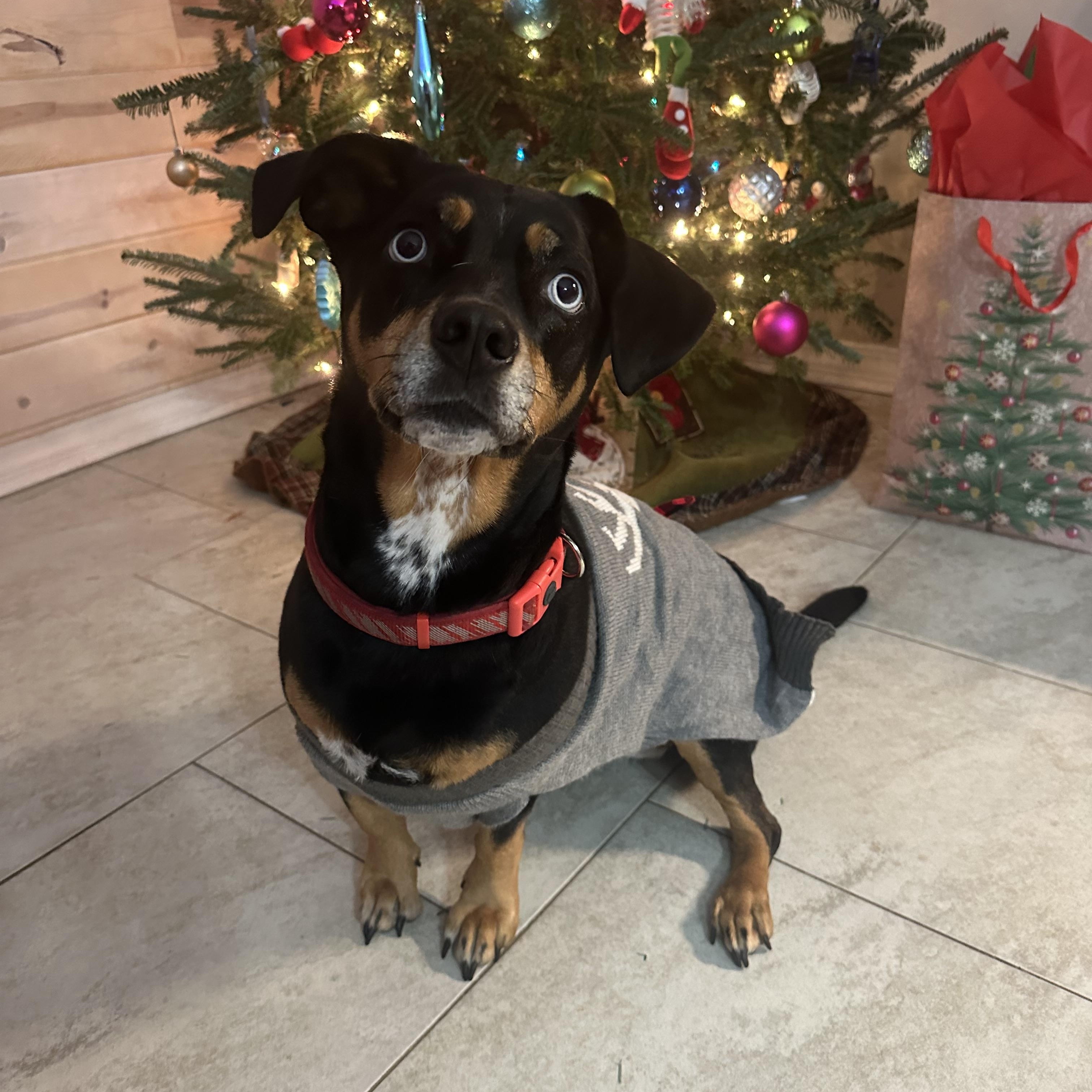 Enlarge Lainie, a Adopted mixed breed in Lynn Haven, FL image 4/5