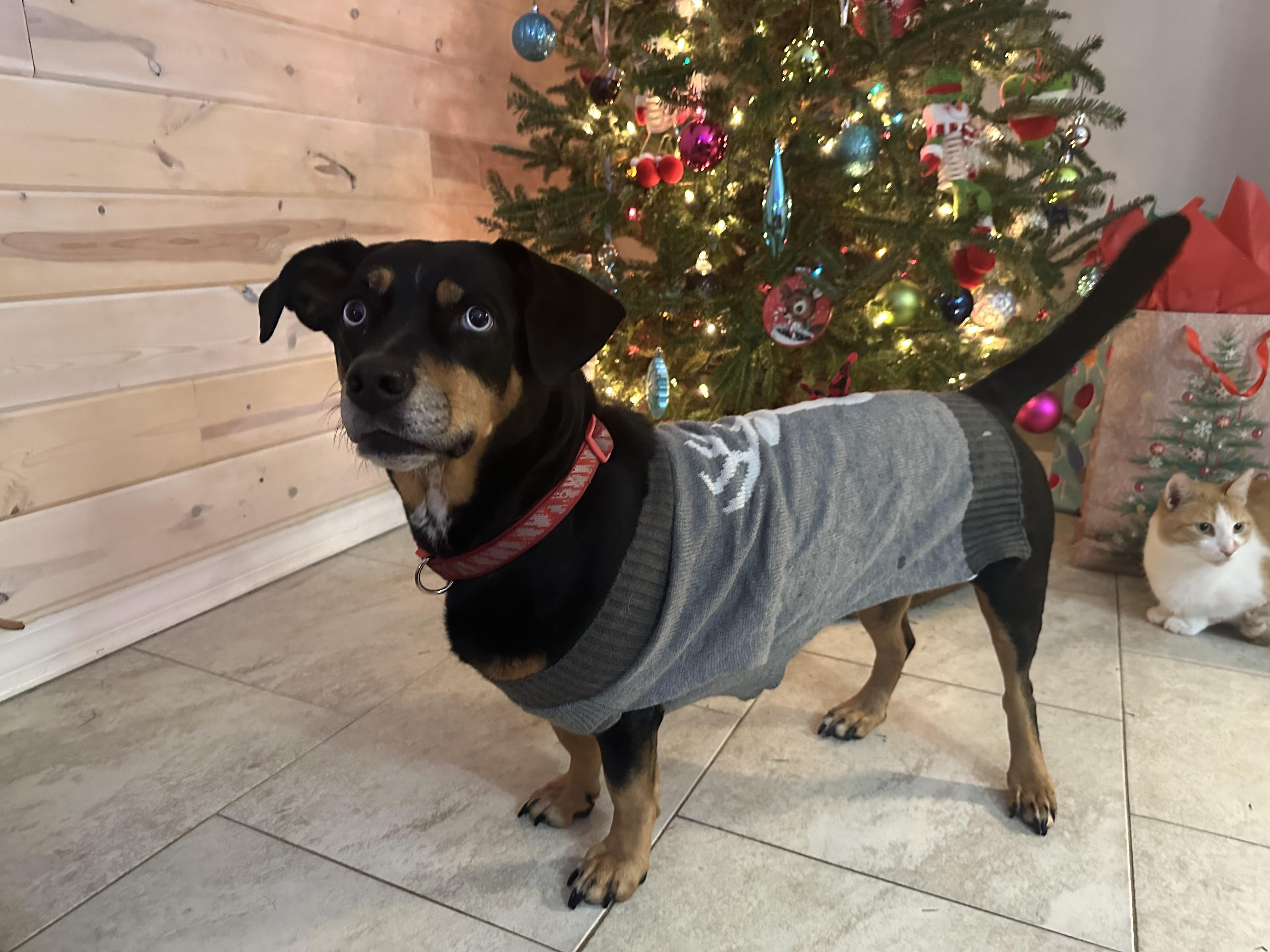 Enlarge Lainie, a Adopted mixed breed in Lynn Haven, FL image 2/5