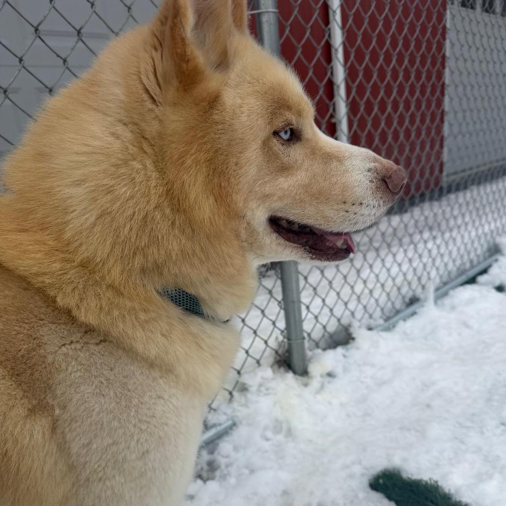 Enlarge Draco, a Adoptable mixed breed in Fairmont, WV image 1/6