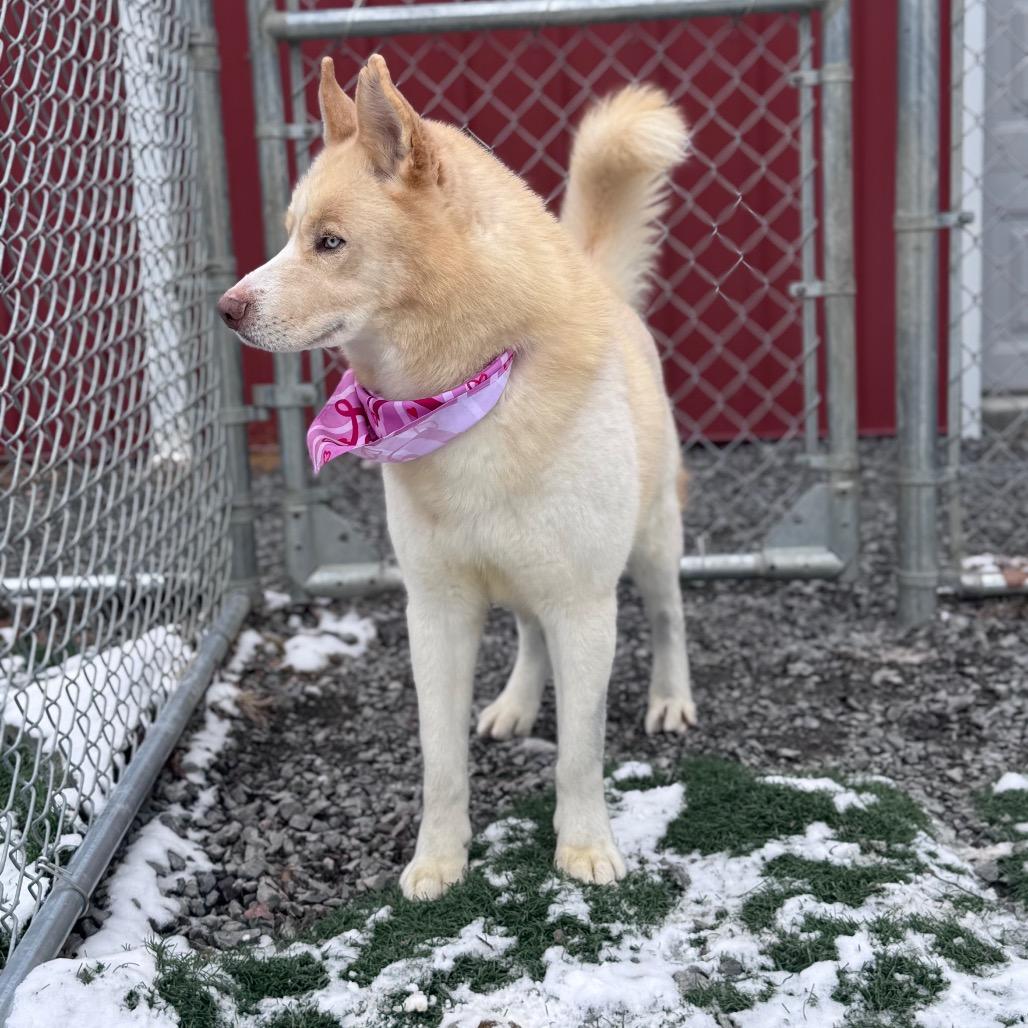 Enlarge Draco, a Adoptable mixed breed in Fairmont, WV image 2/6