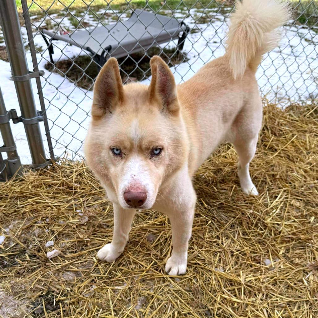 Enlarge Draco, a Adoptable mixed breed in Fairmont, WV image 3/6