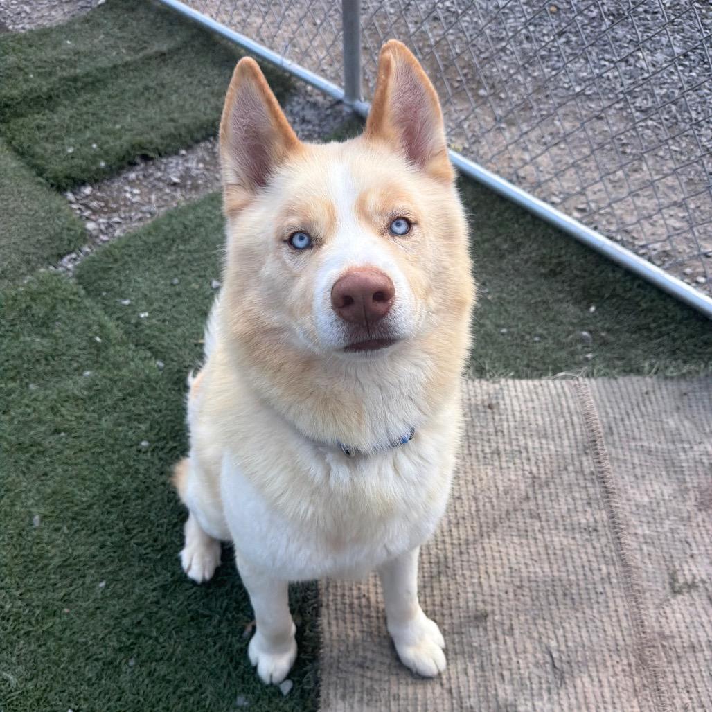 Enlarge Draco, a Adoptable mixed breed in Fairmont, WV image 4/6